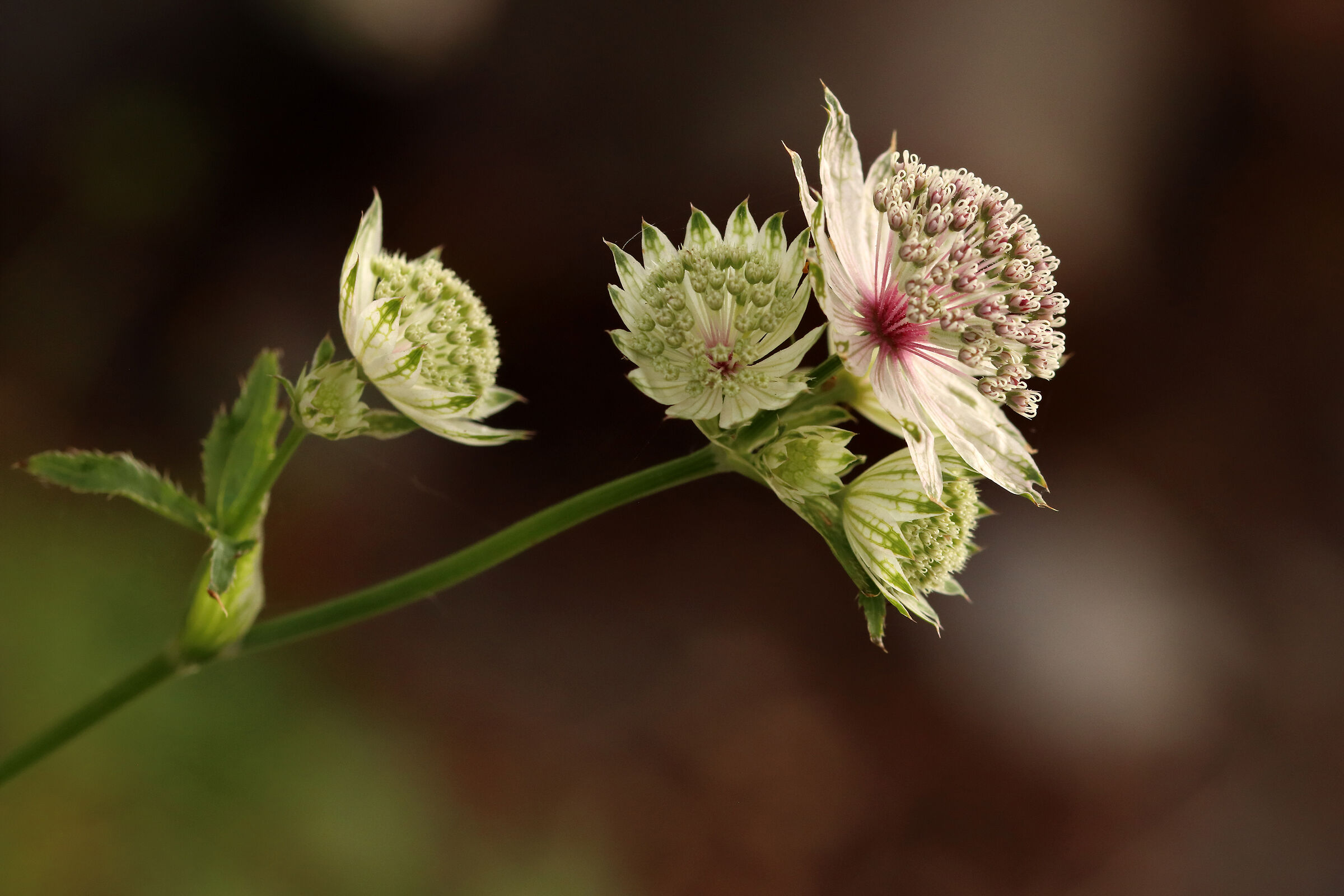 jewels of the forest