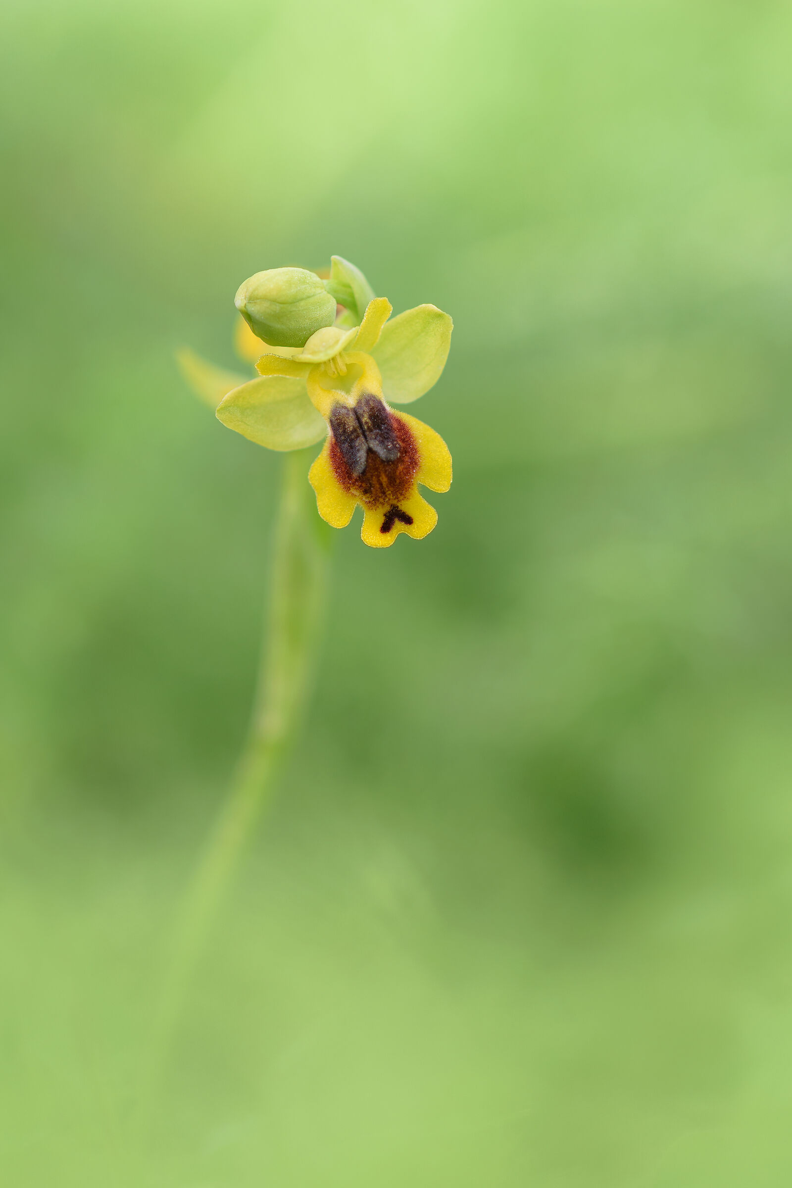 Ophrys sicula
