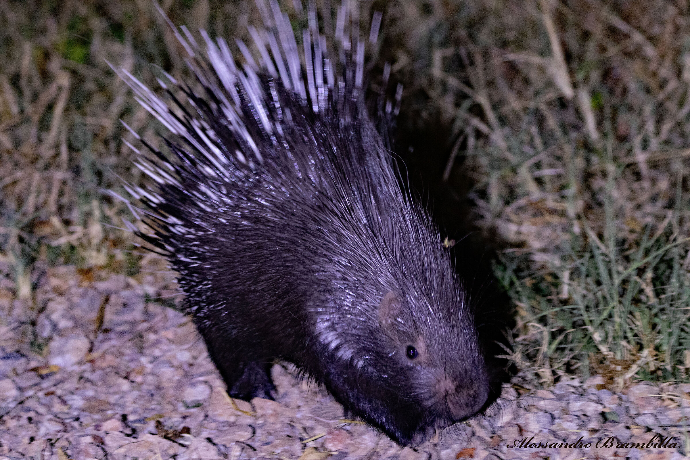 Porcupine