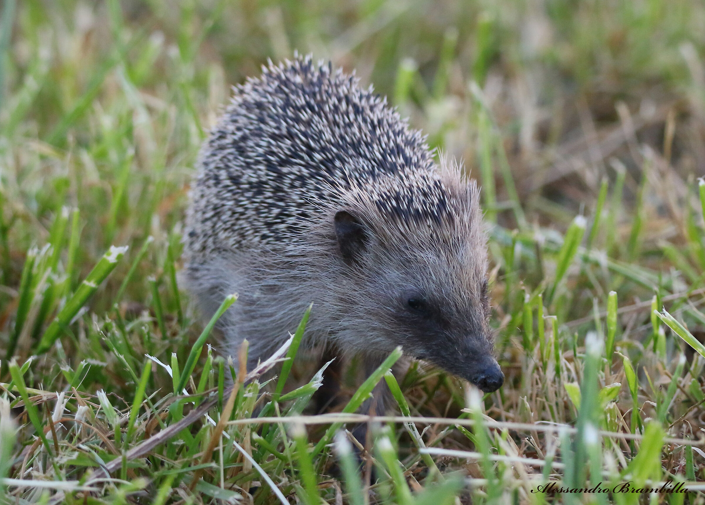 Hedgehog