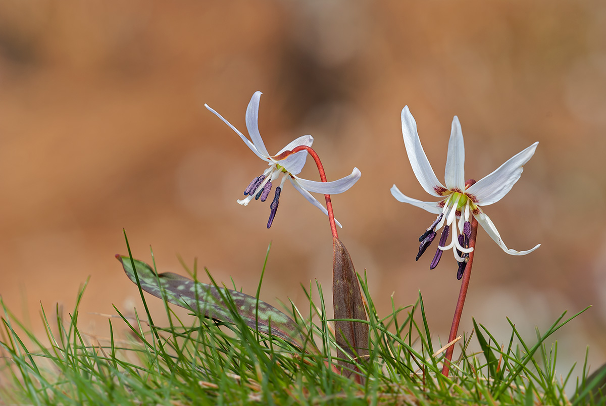 Two dogs in the meadow