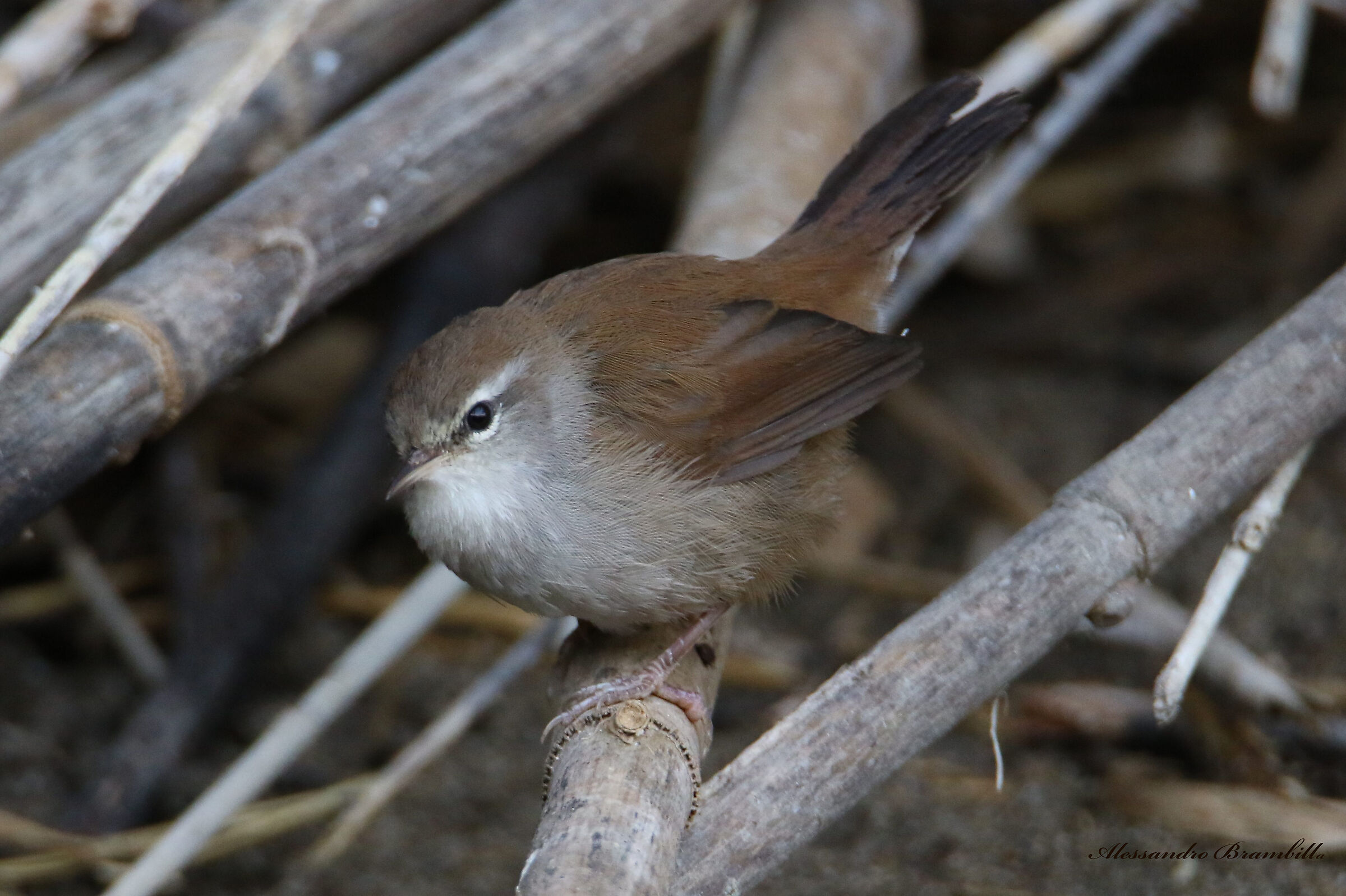 River nightingale