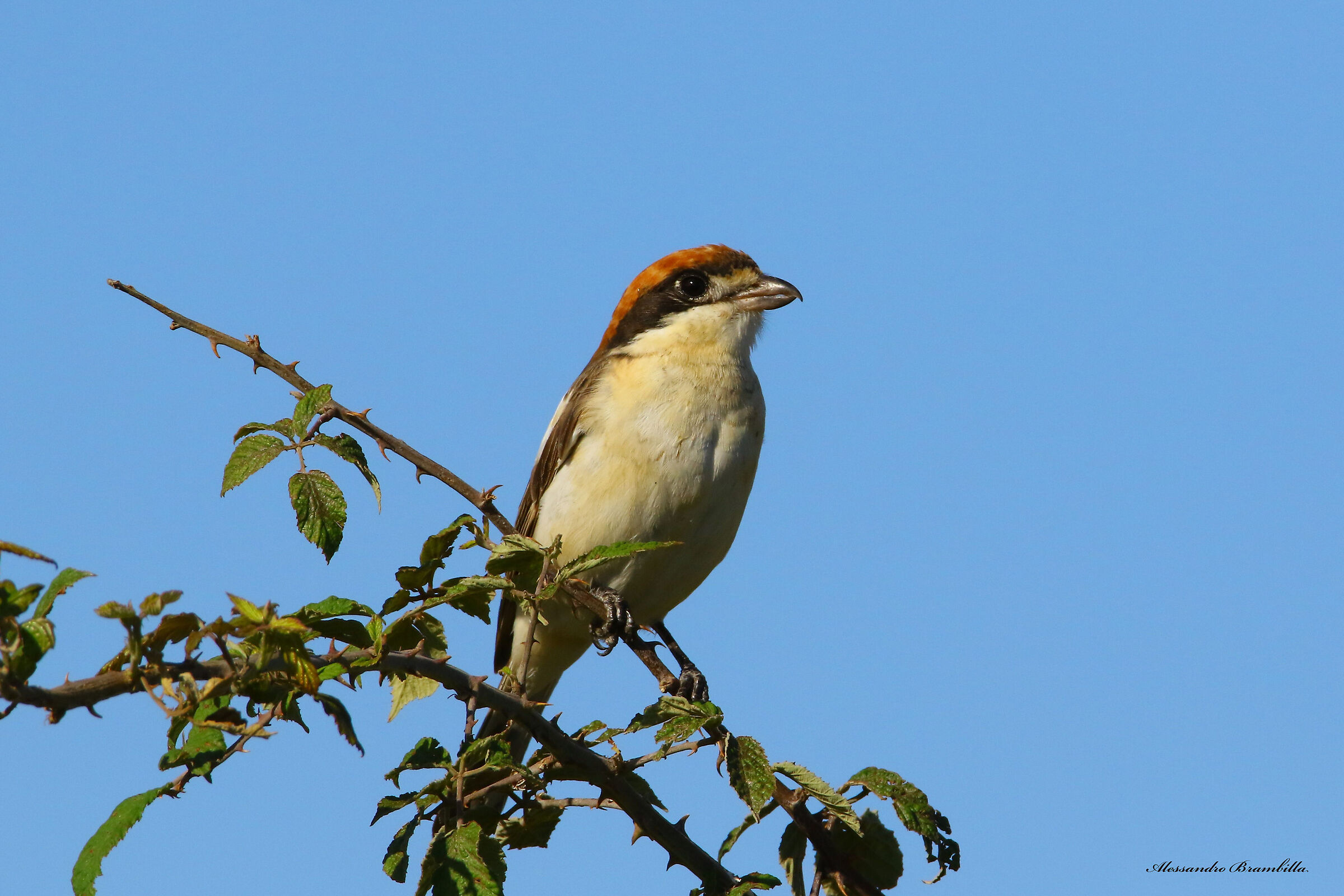 Woodchat shrike