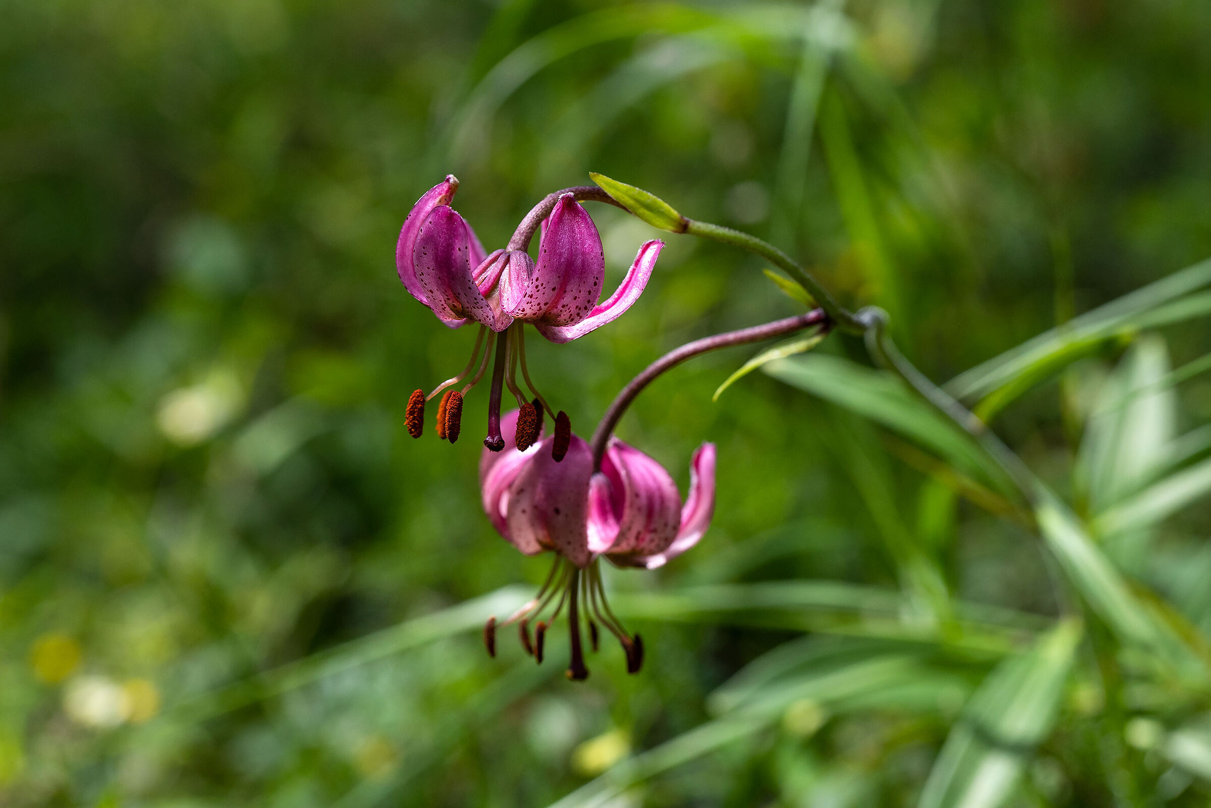 Martagone Lily