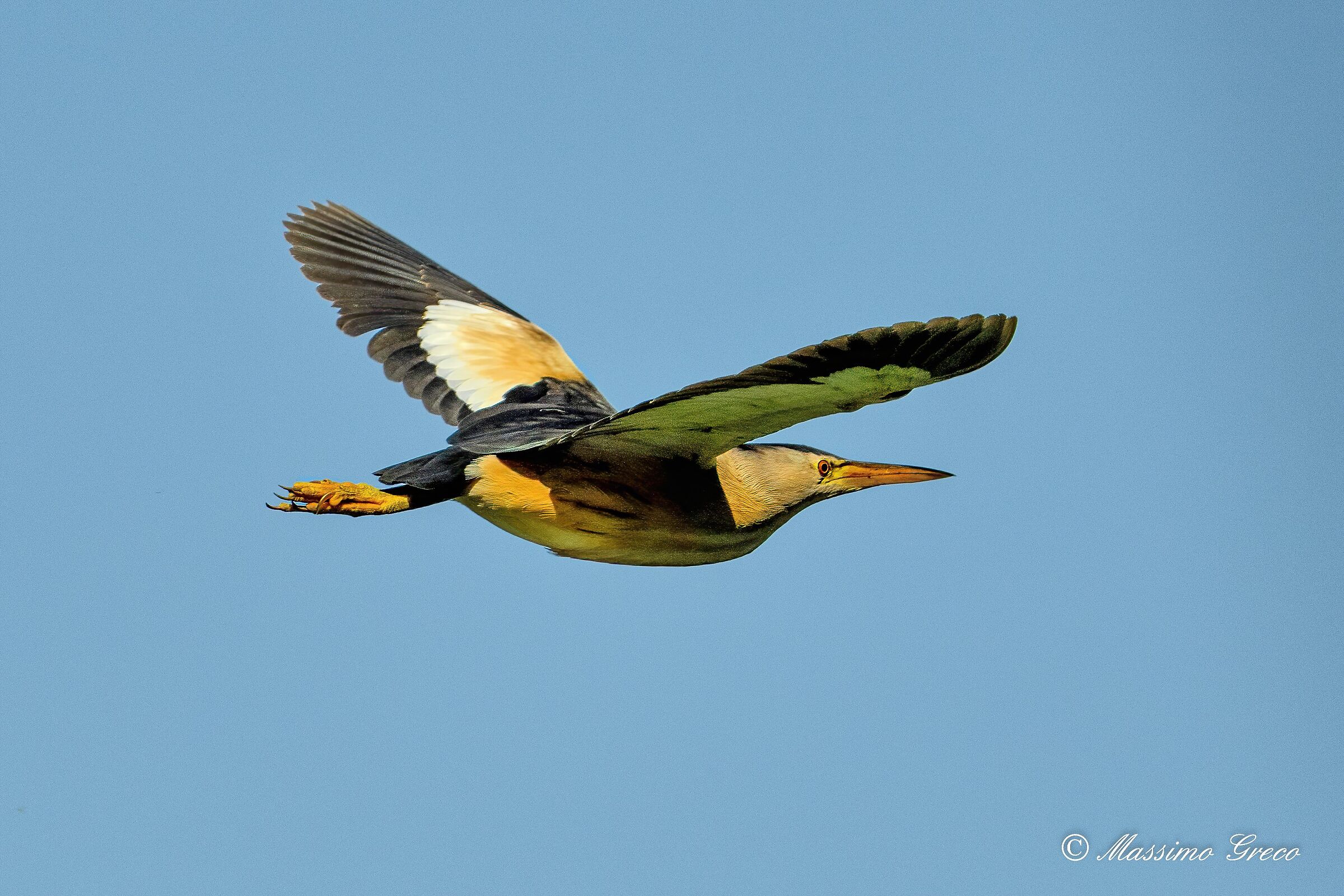 Bittern (Ixobrychus minutus)