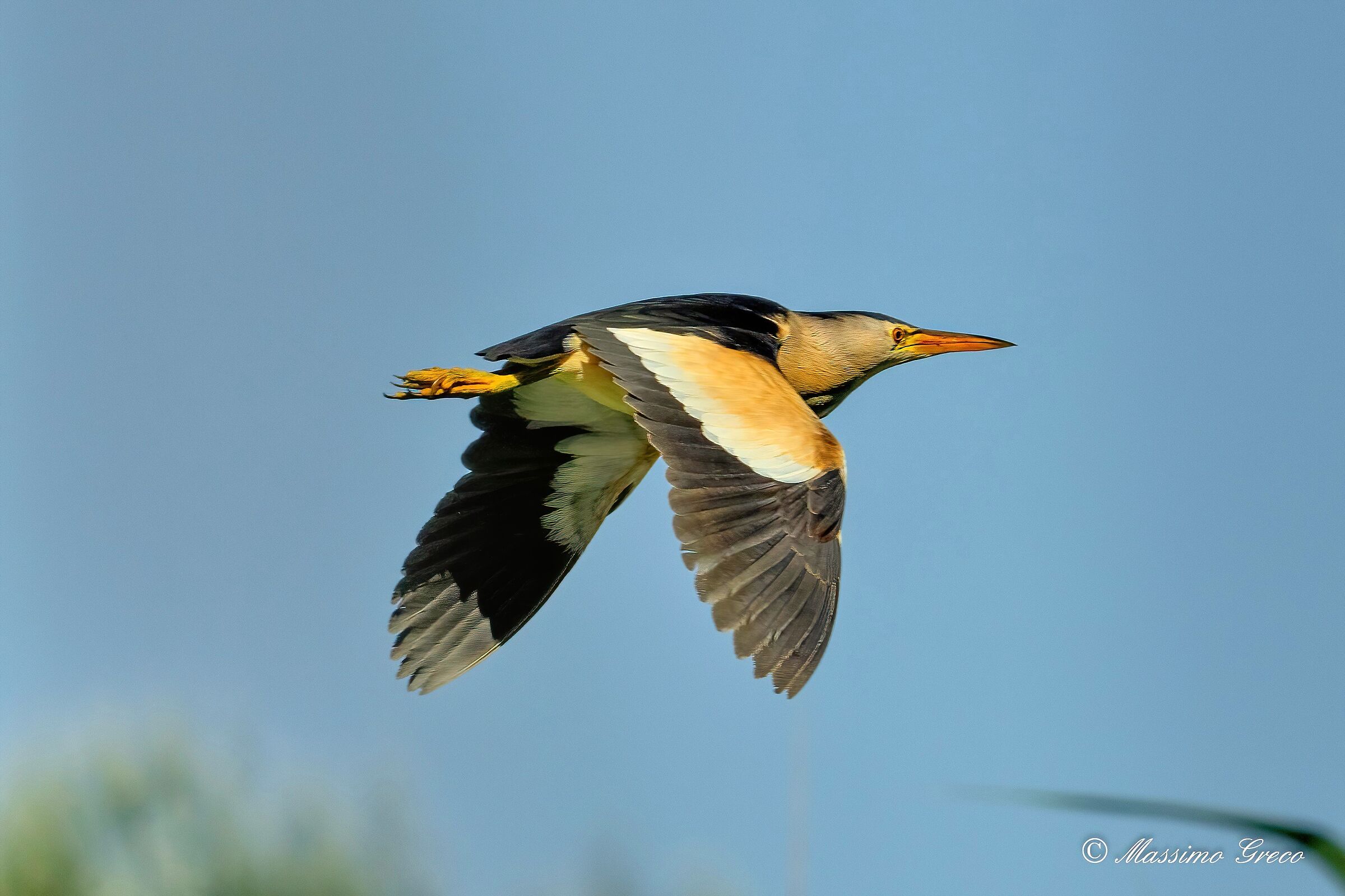 Tarabusino (Ixobrychus minutus)