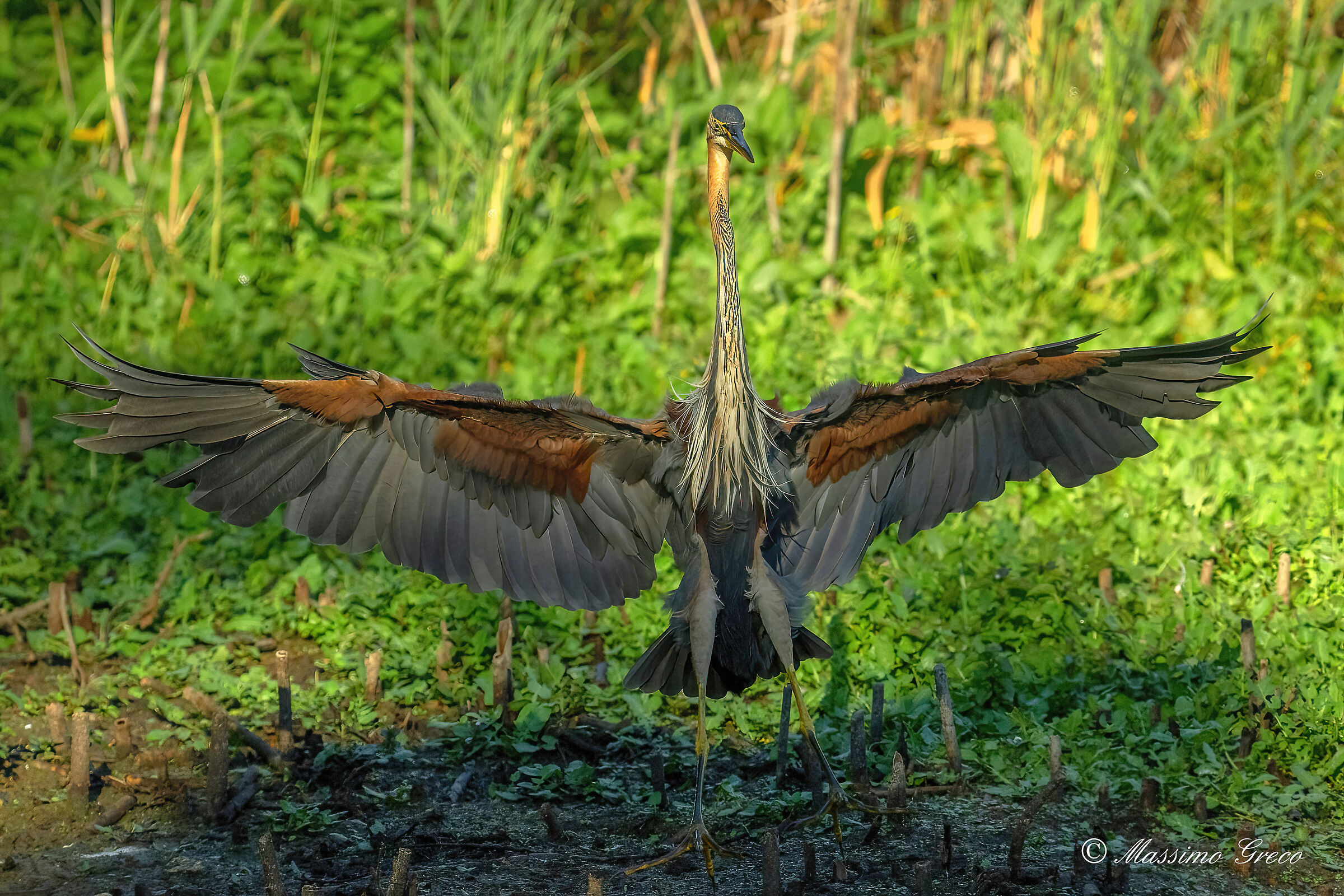 Red heron (Ardea purpurea)