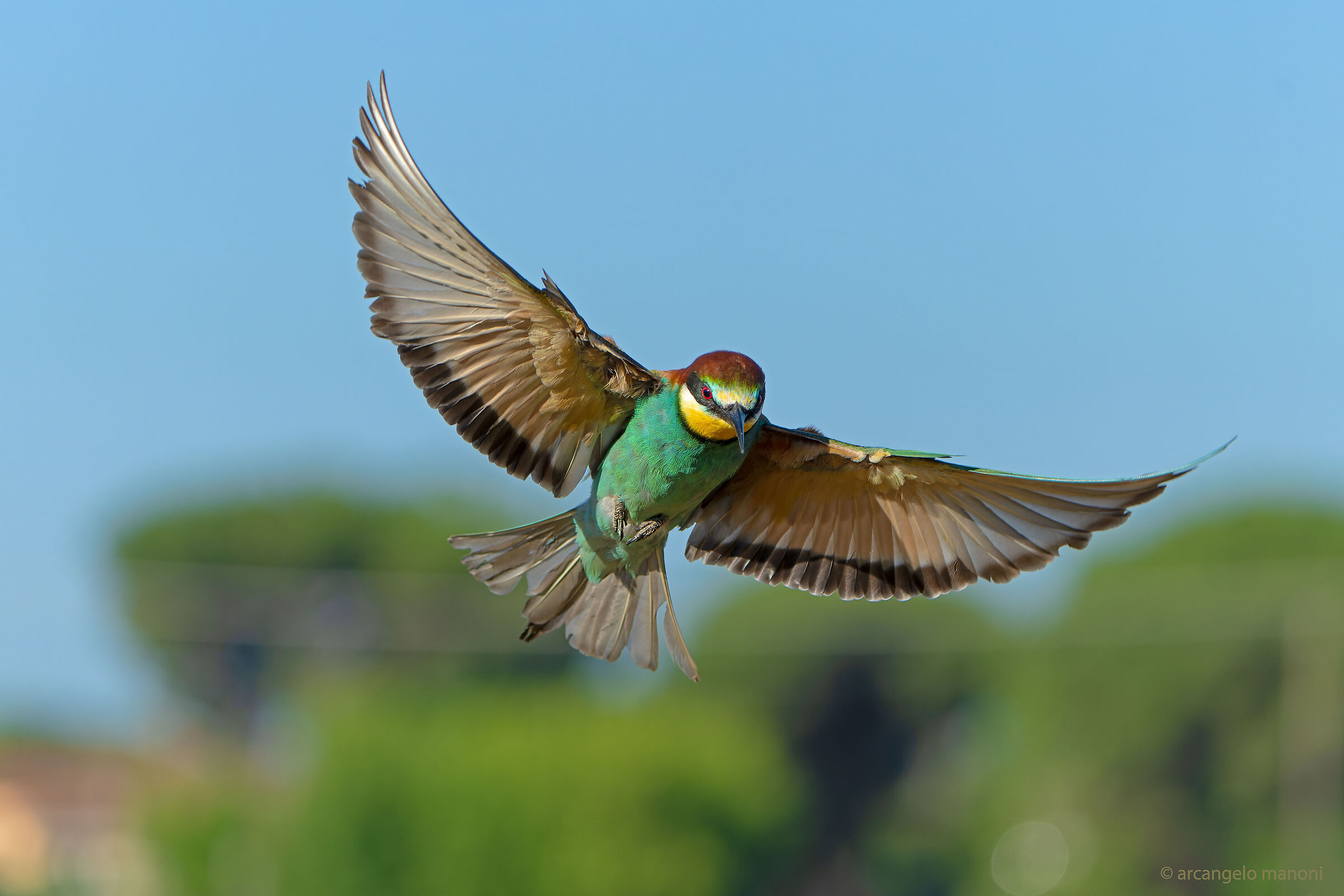When the bee-eaters descend from the sky