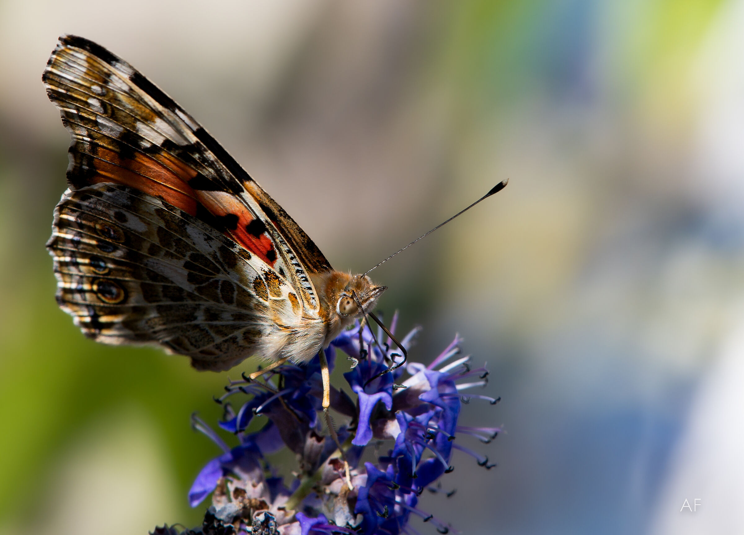 Vanessa Cardui