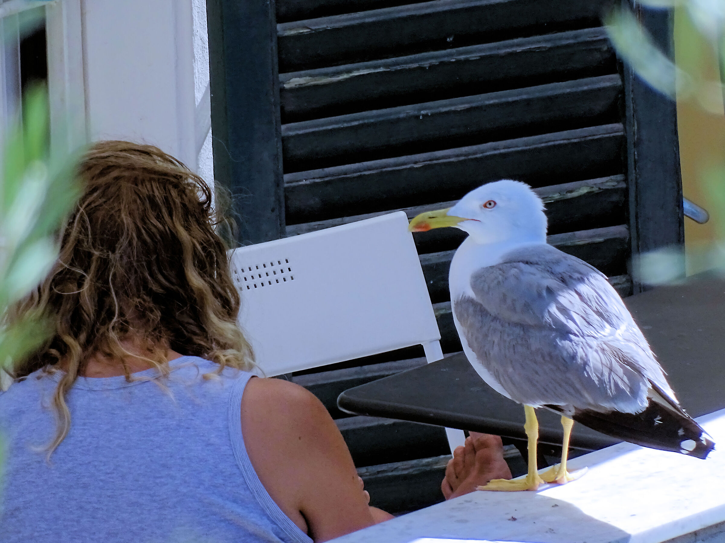La signora del gabbiano.