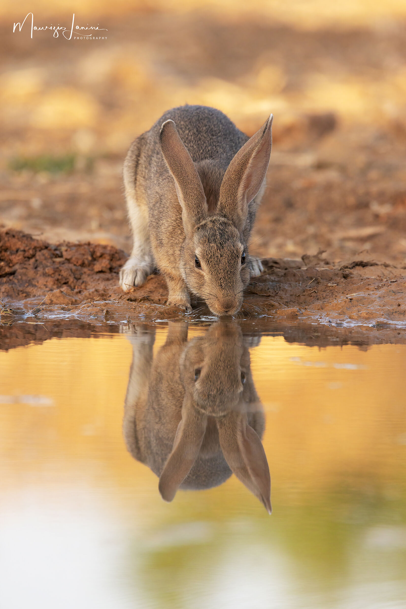 Riflessi al tramonto