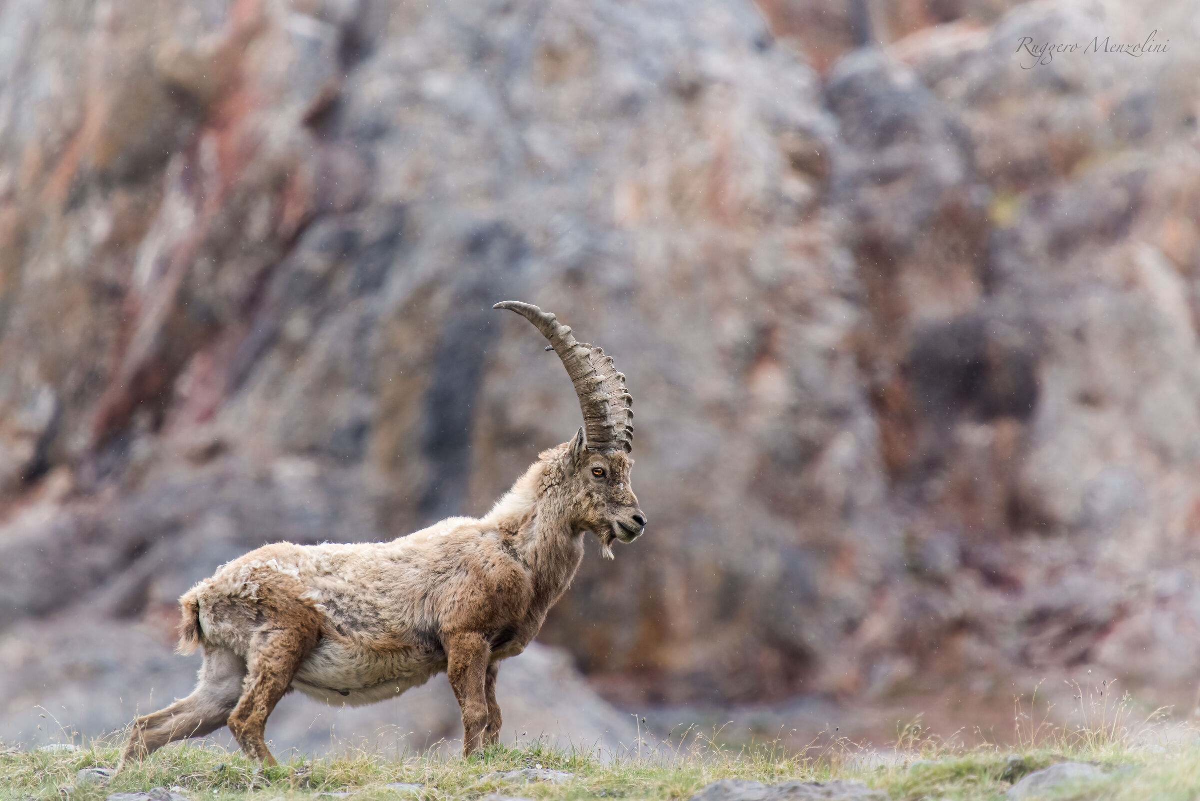 Ibex