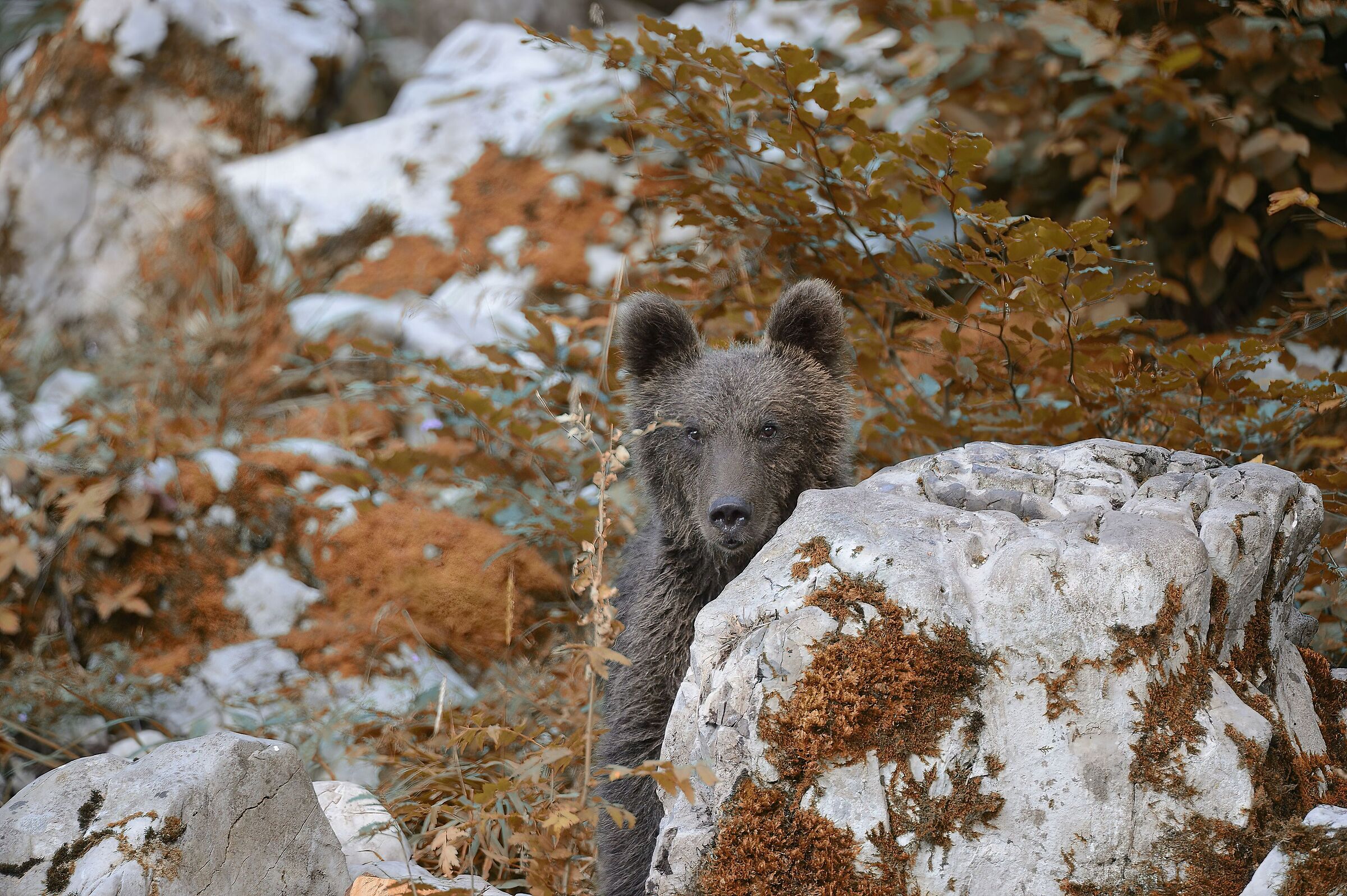 Orso (Foresta di Kocevje - Slovenia)