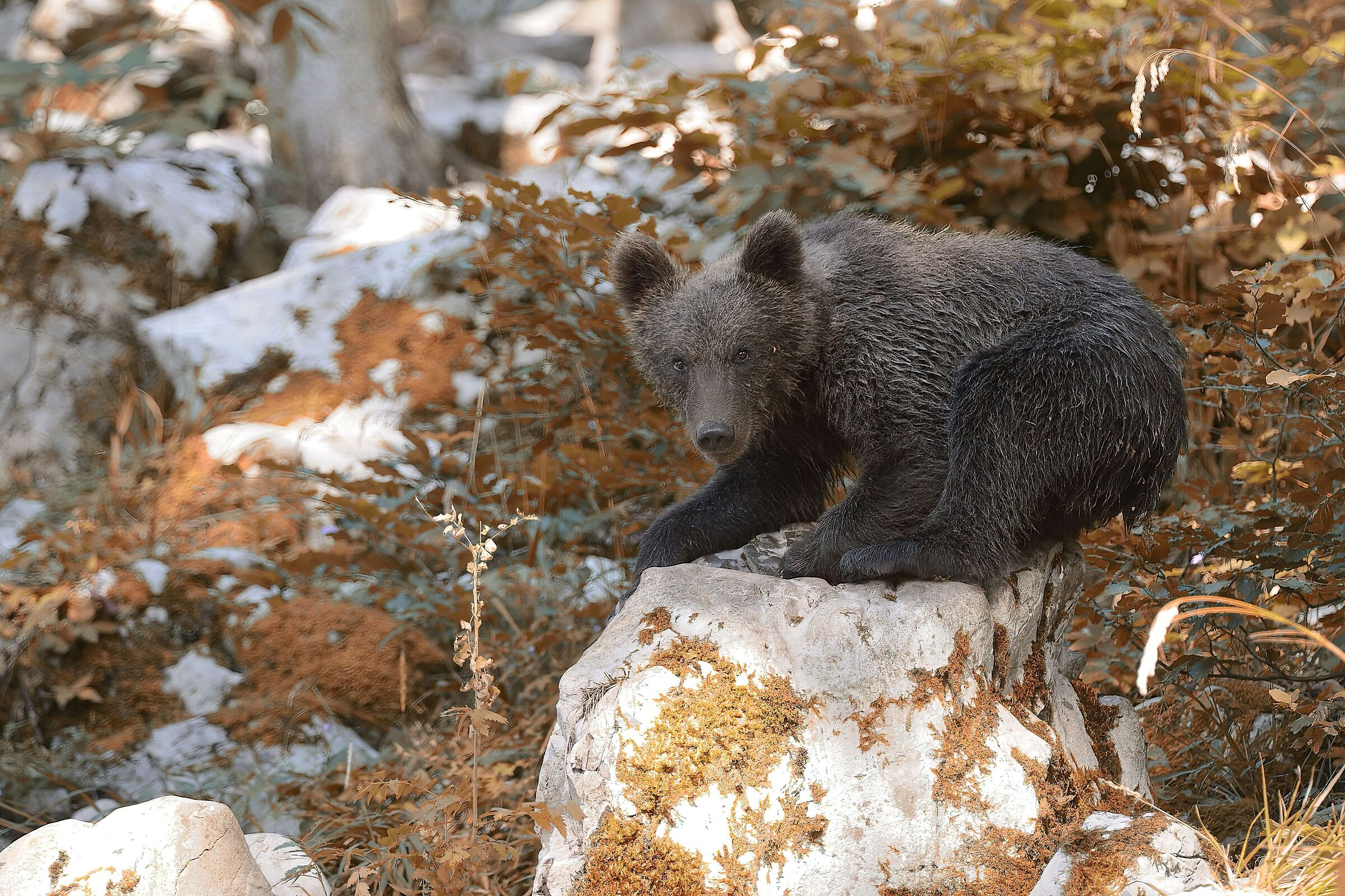 Bear (Kocevje Forest - Slovenia)