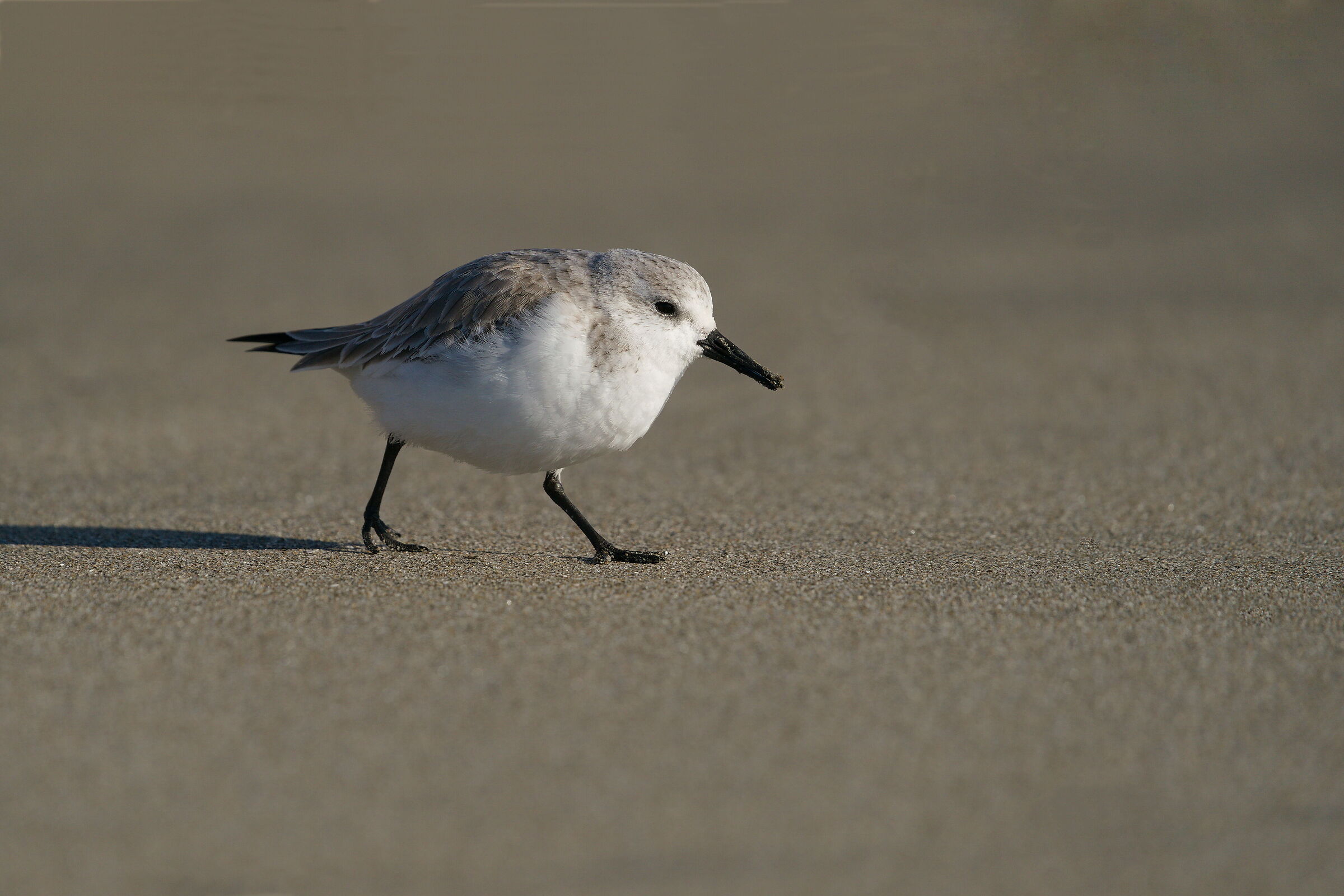 Three-toed sandpiper