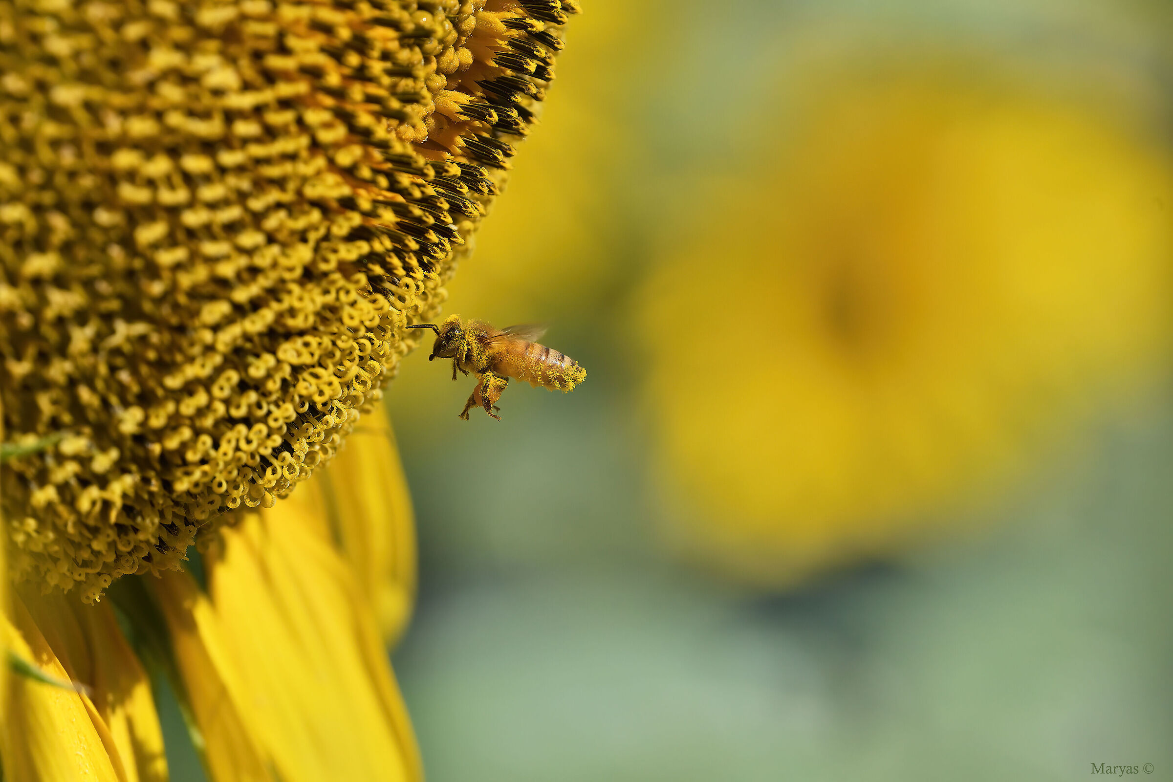 A thousand sunflower flowers