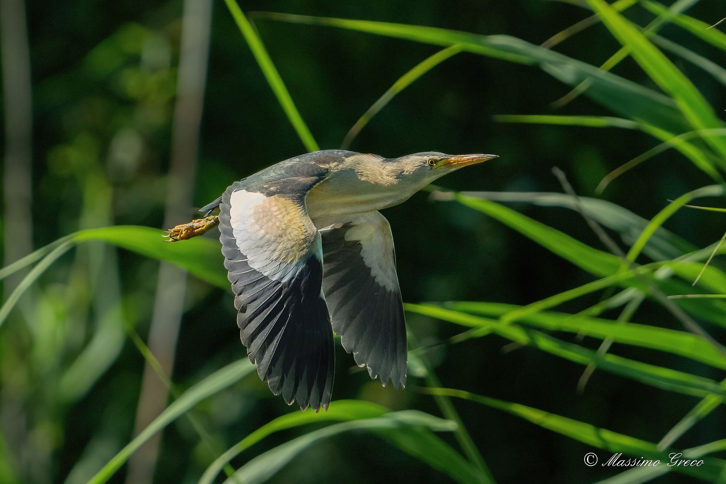 Tarabusino (Ixobrychus minutus)