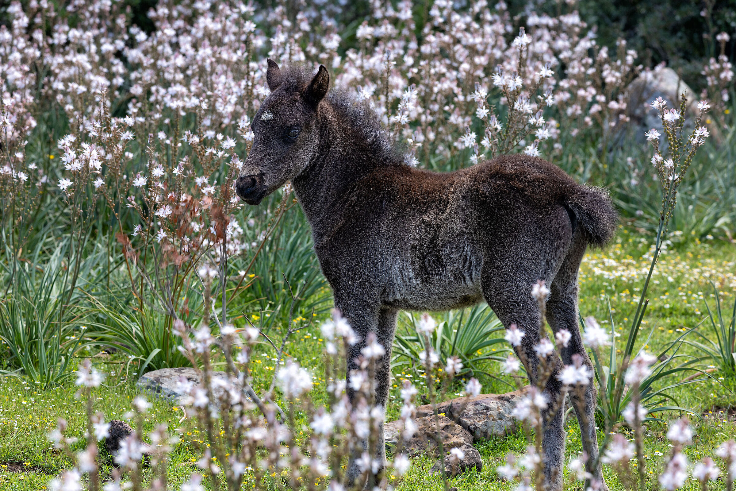 Il cavallino della Giara fra gli Asfodeli