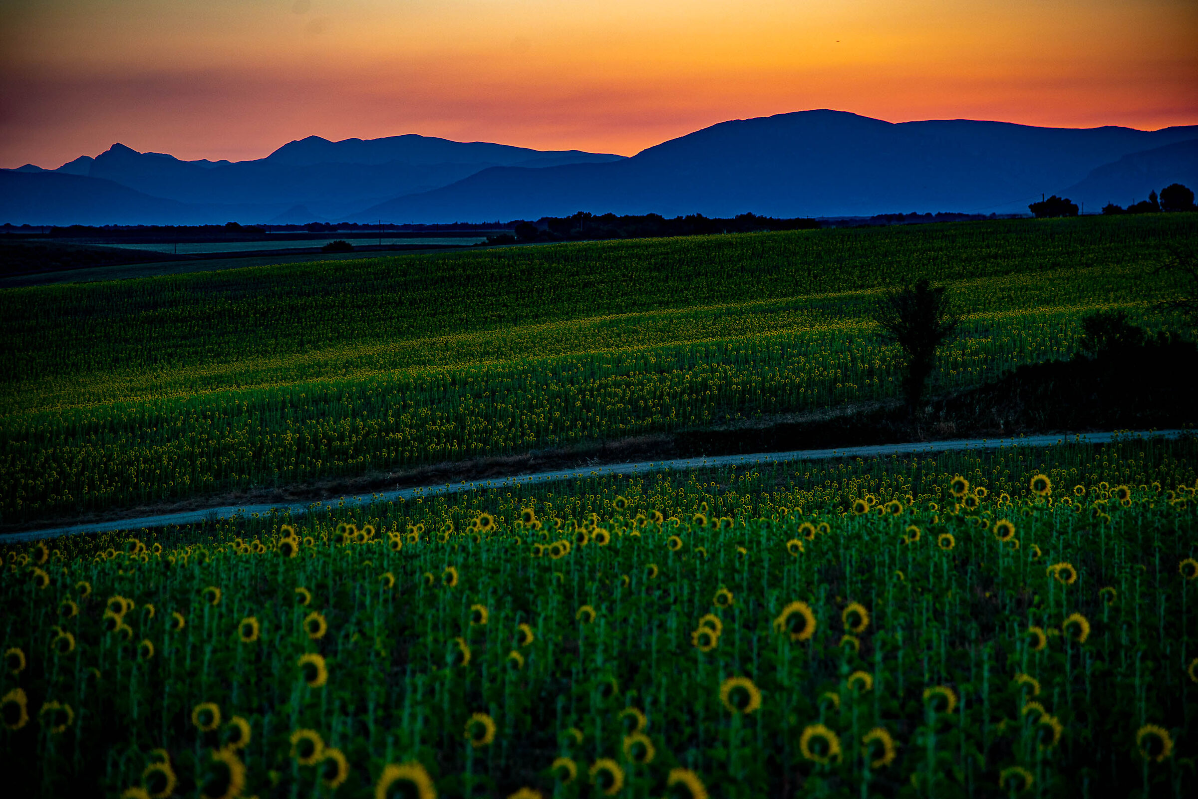 spettatori silenziosi