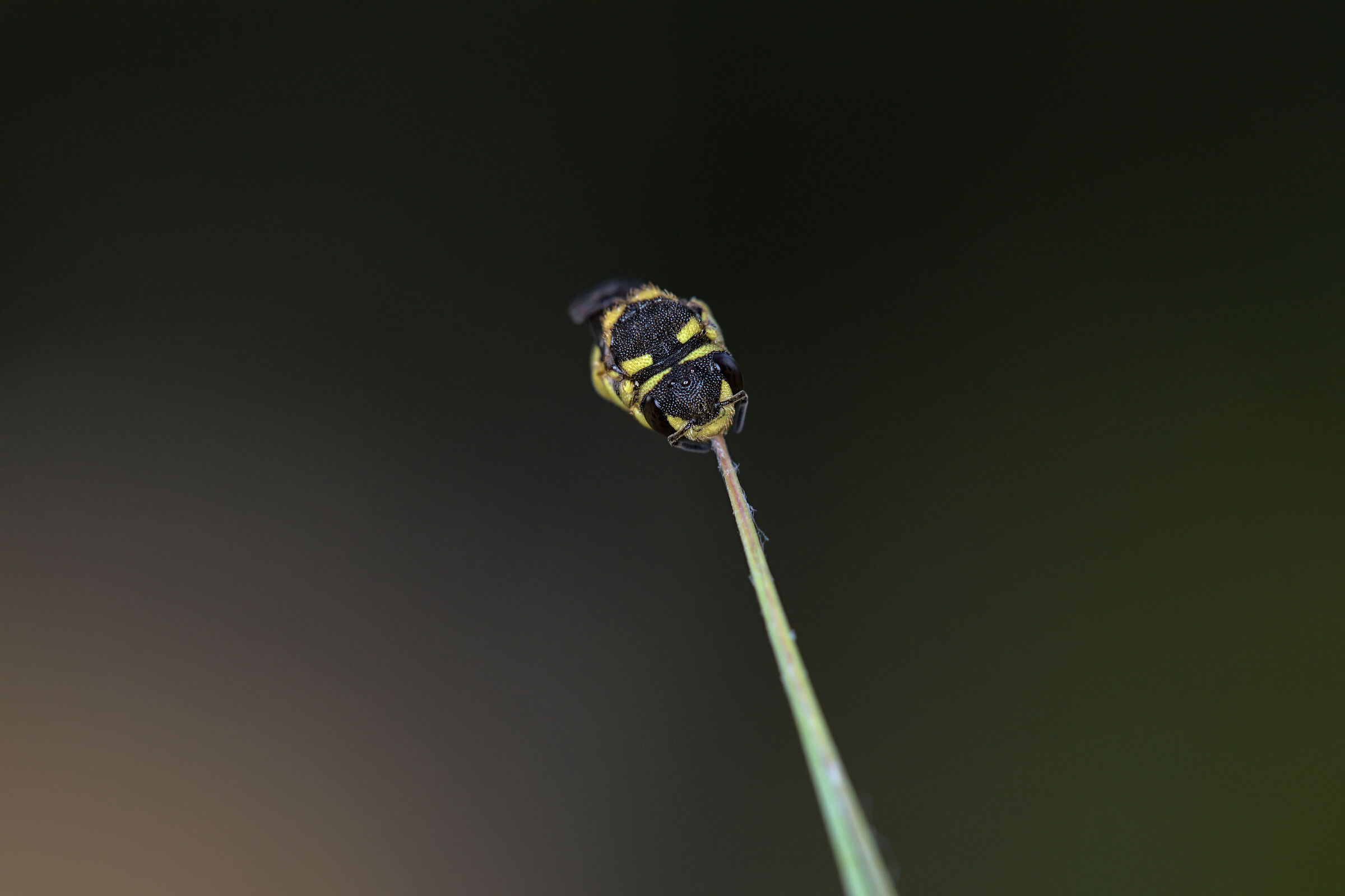 ape addormentata