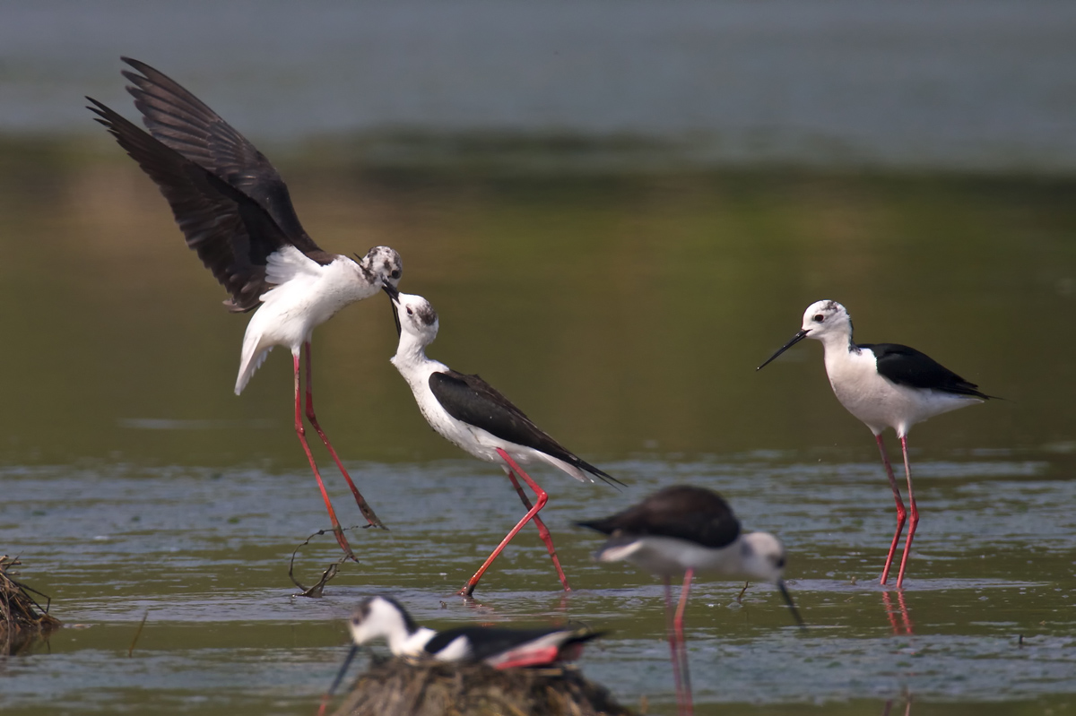 Cavalca il destriero o marrano. Innalza la lancia