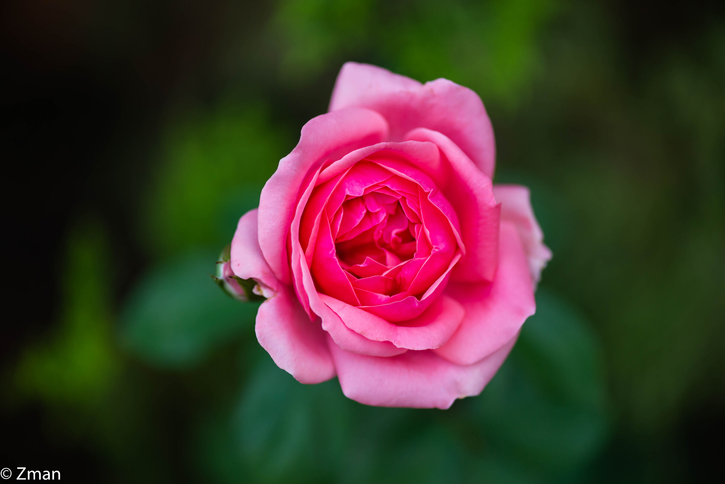 Pink Rose