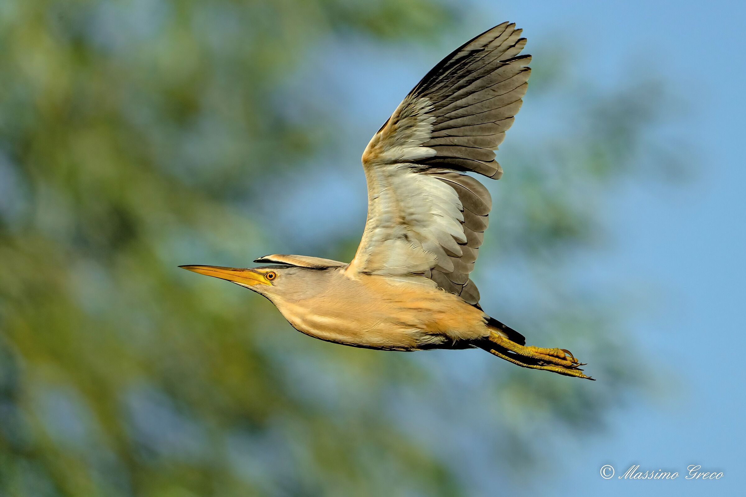 Tarabusino (Ixobrychus minutus)