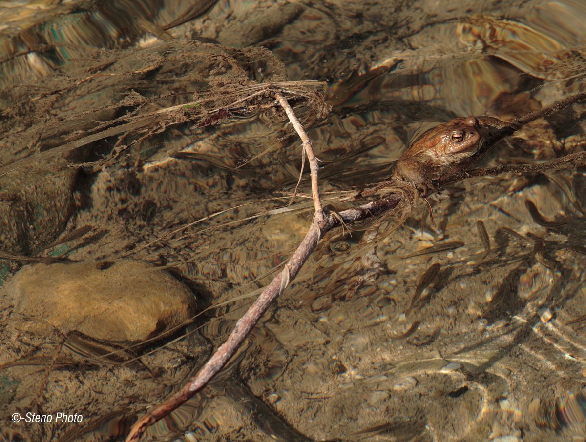 with a foothold, they live better