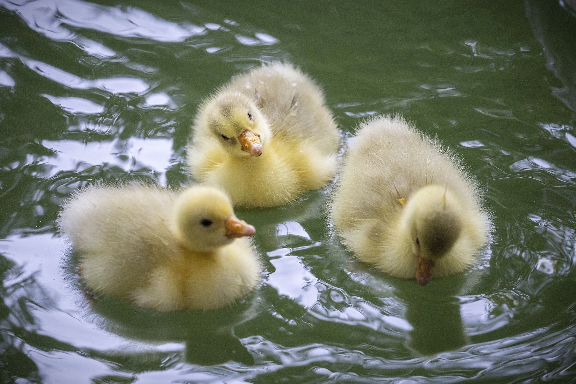 Three little brothers
