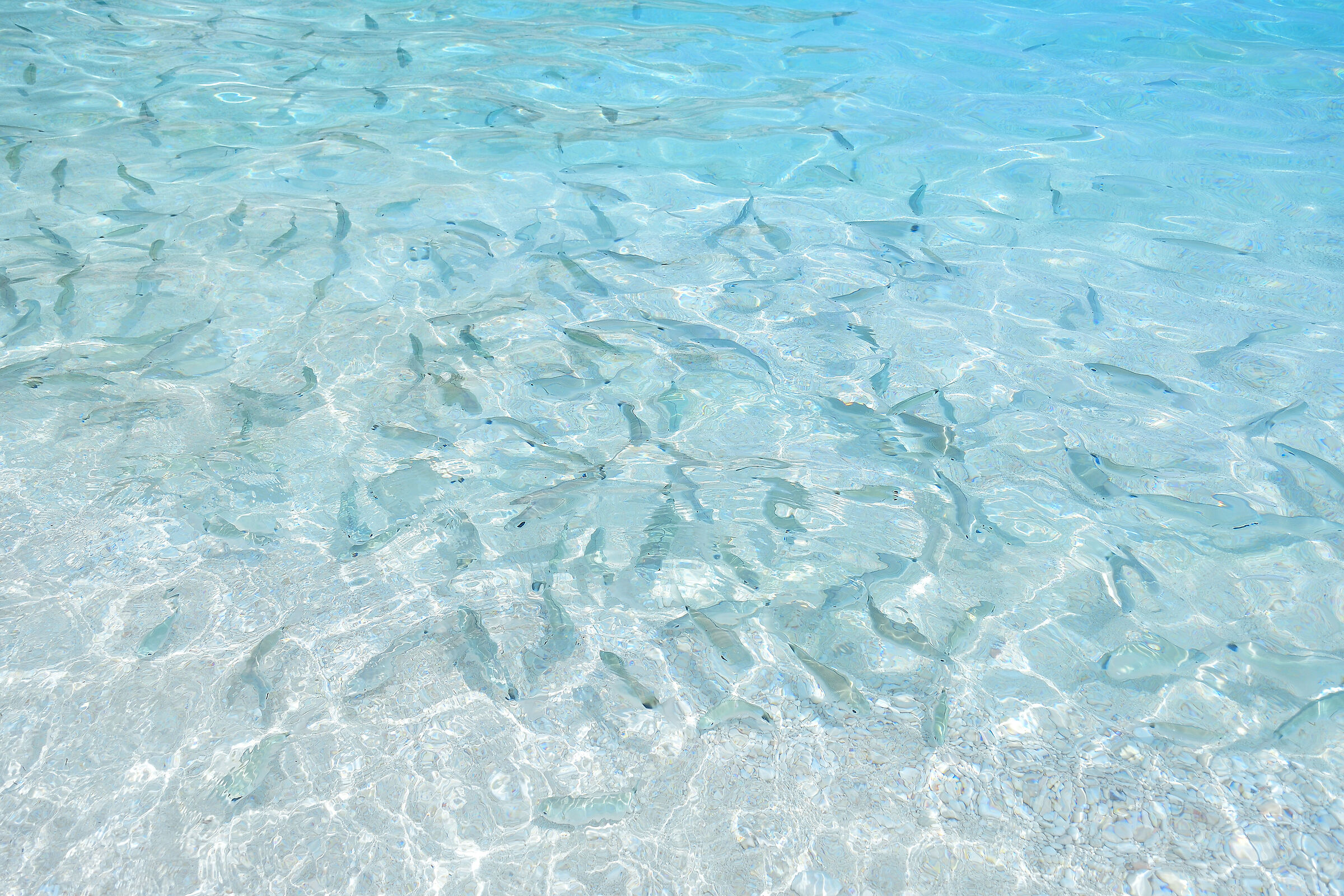 Aquarium in the open sea