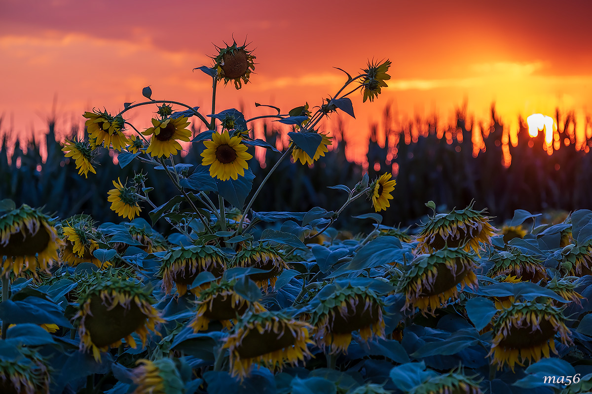 girasoli