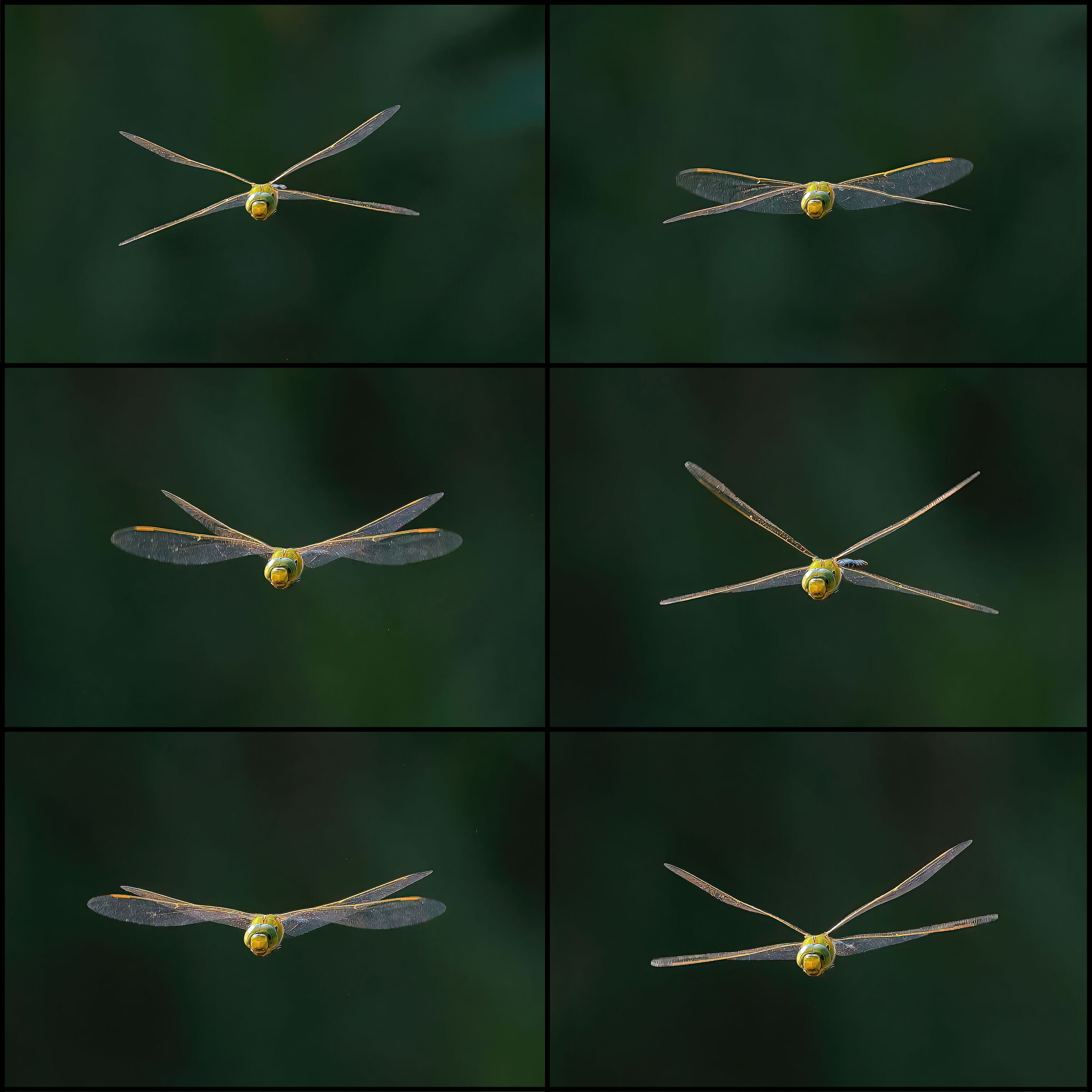 Le ali di Anax imperator