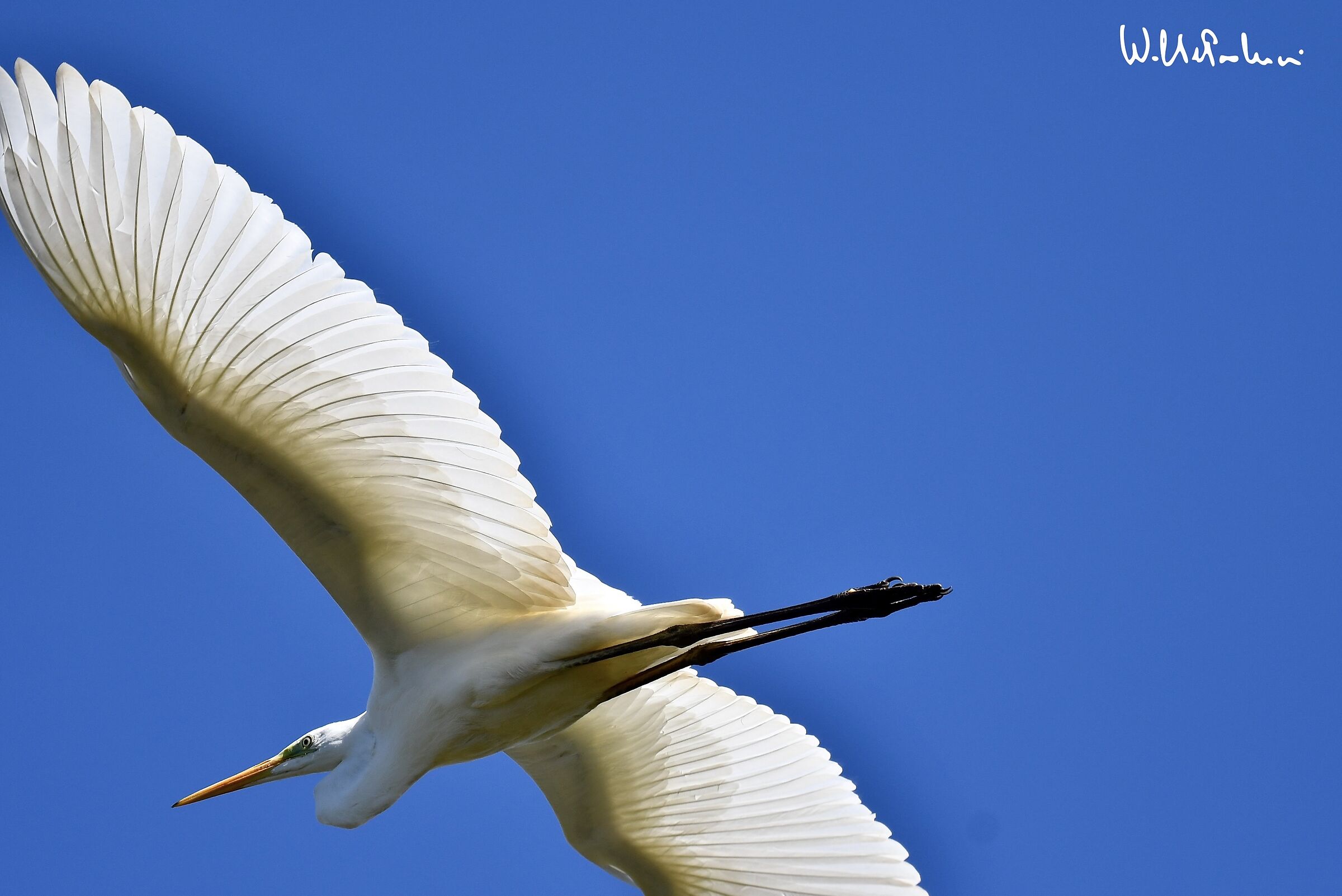 Great White Heron ... what a show... 1