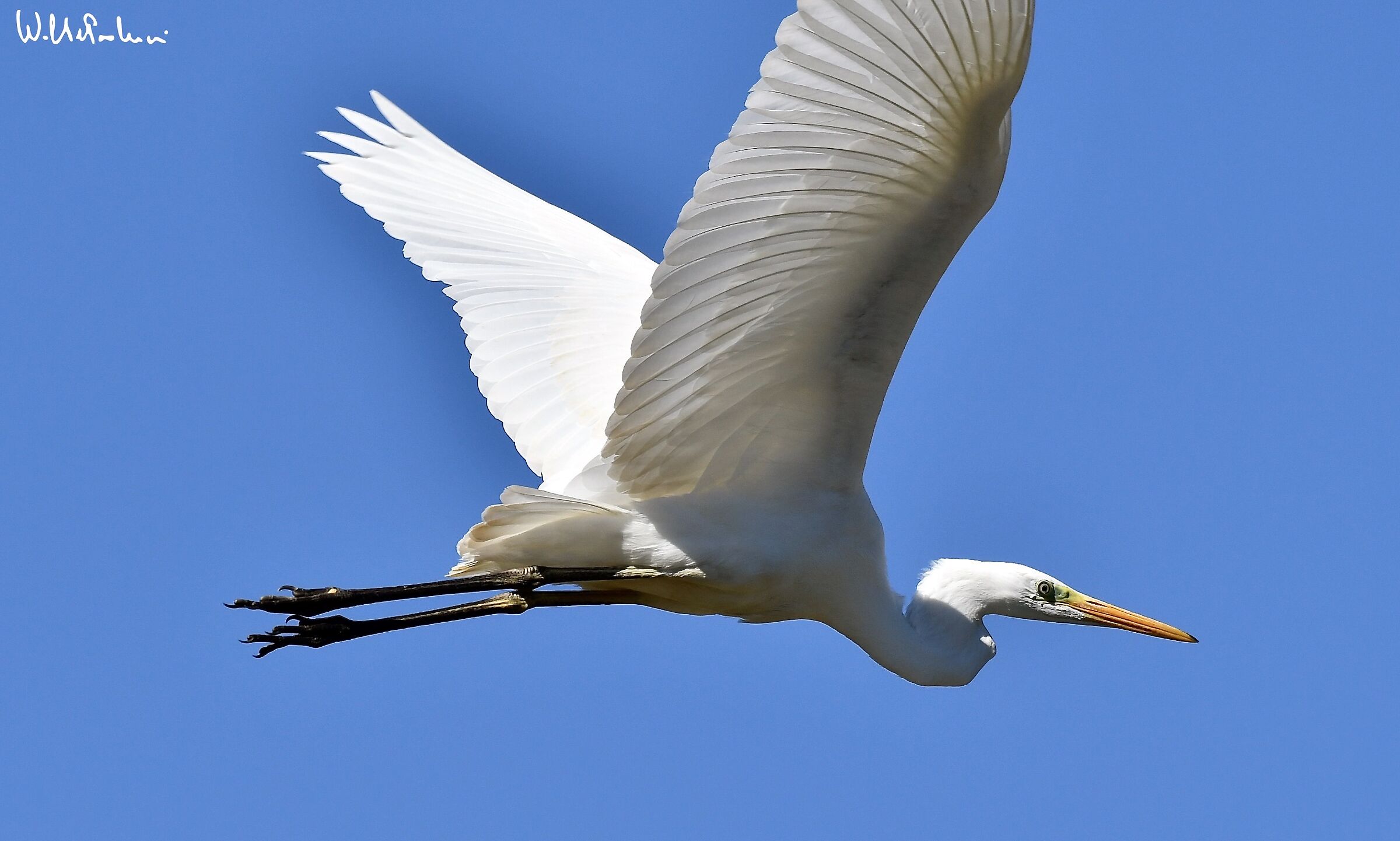 Great White Heron ... what a show... 2