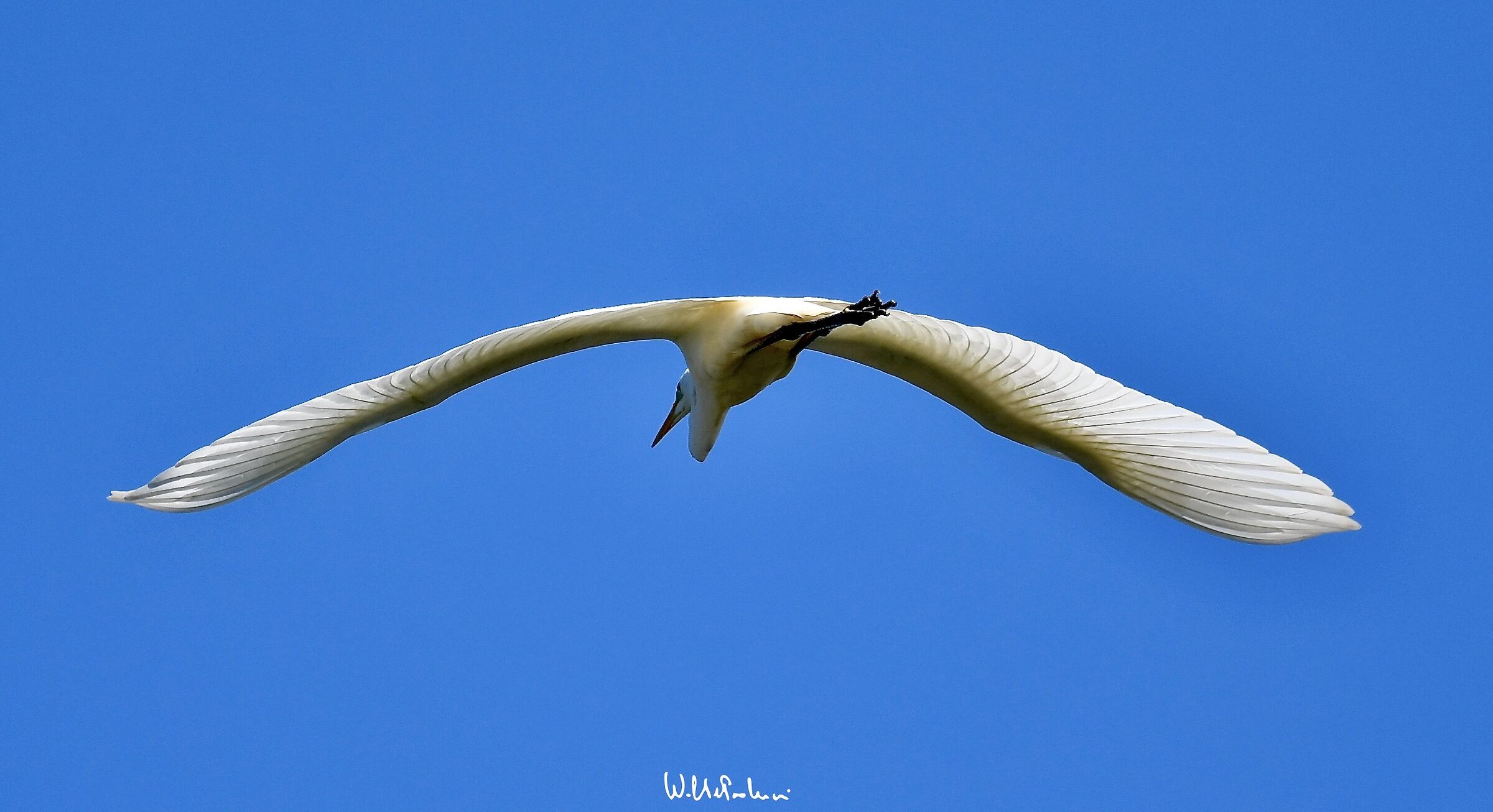Great White Heron ... what a show... 3