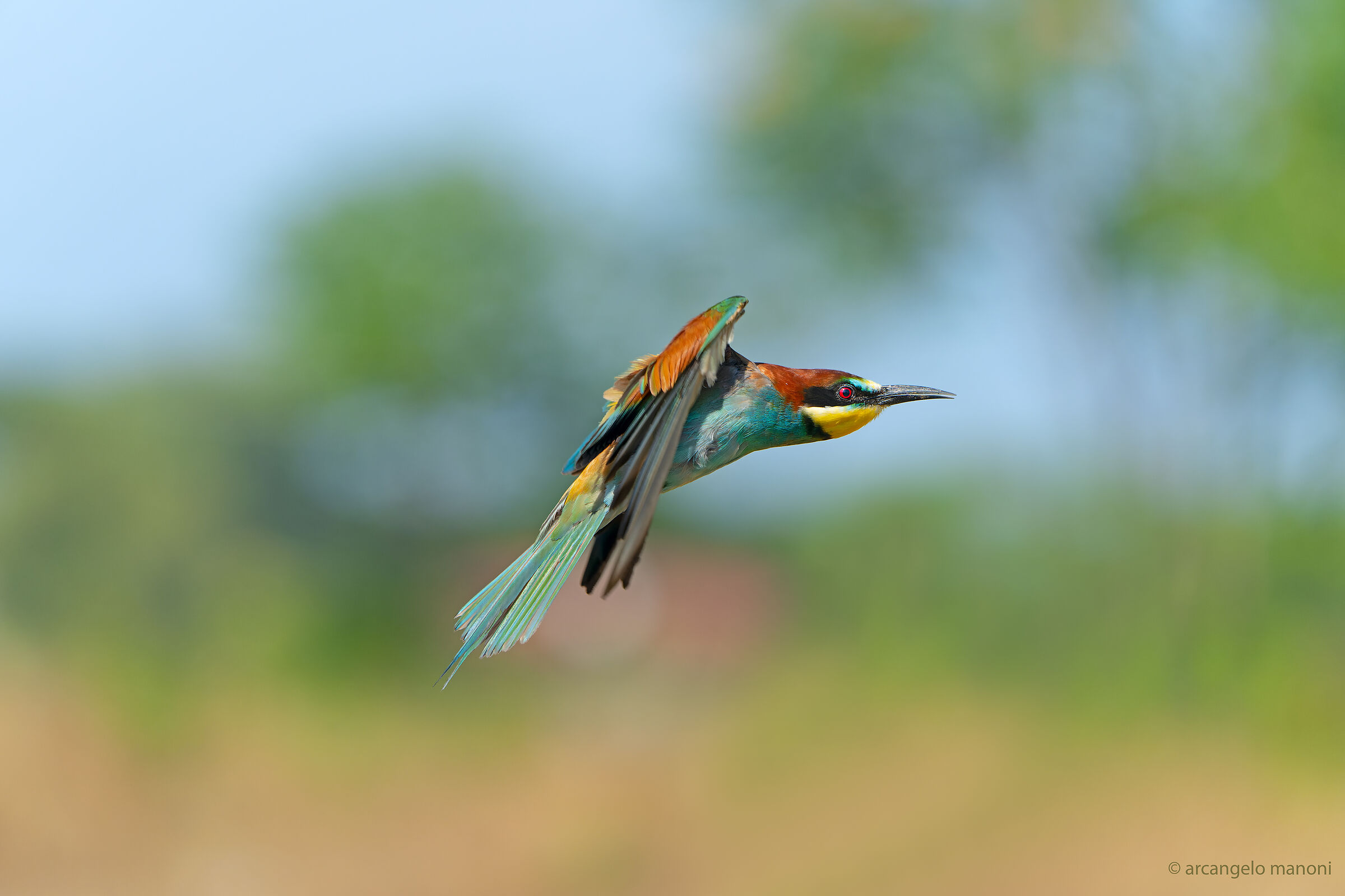 The passage of the bee-eater