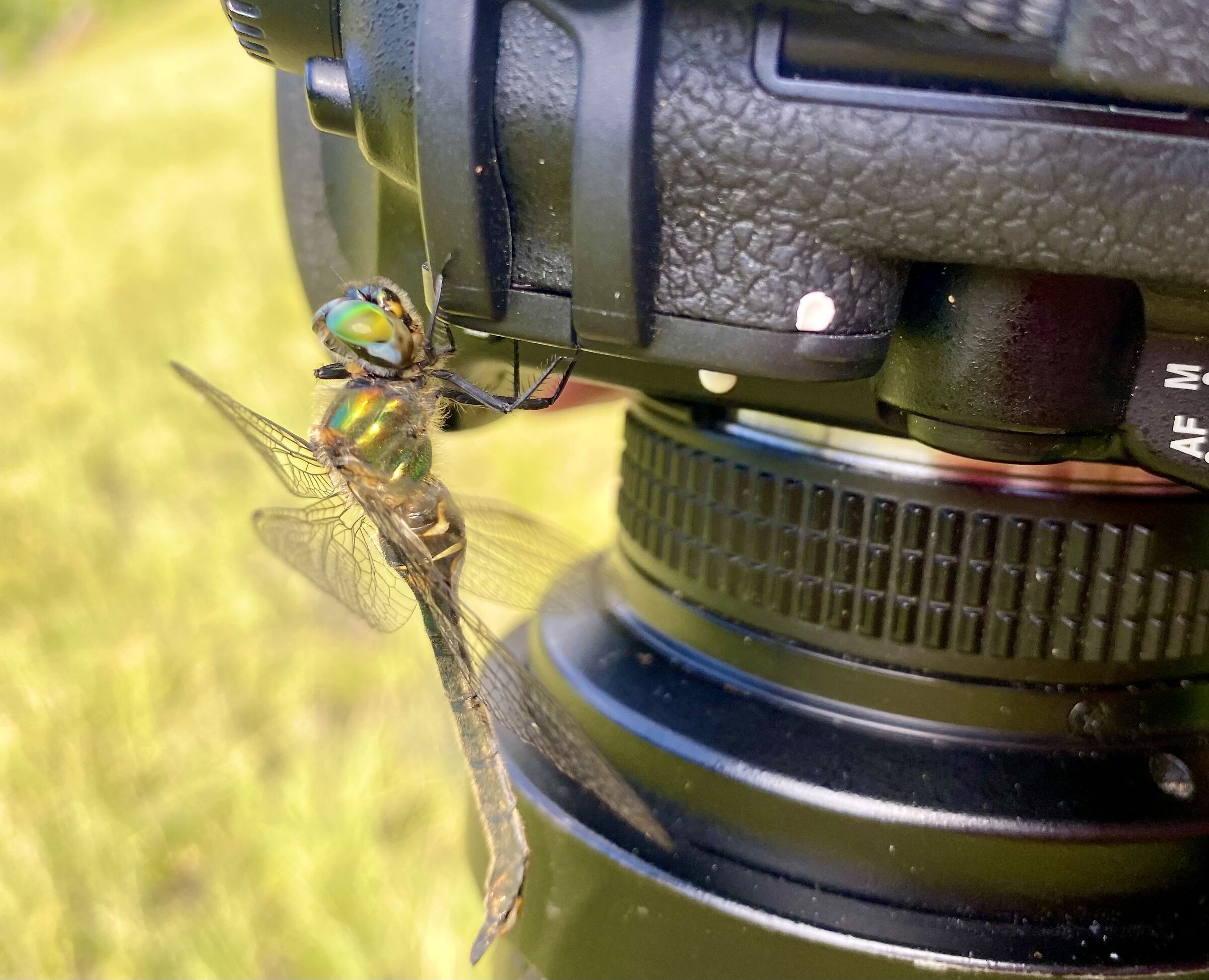 Mysteries of nature...