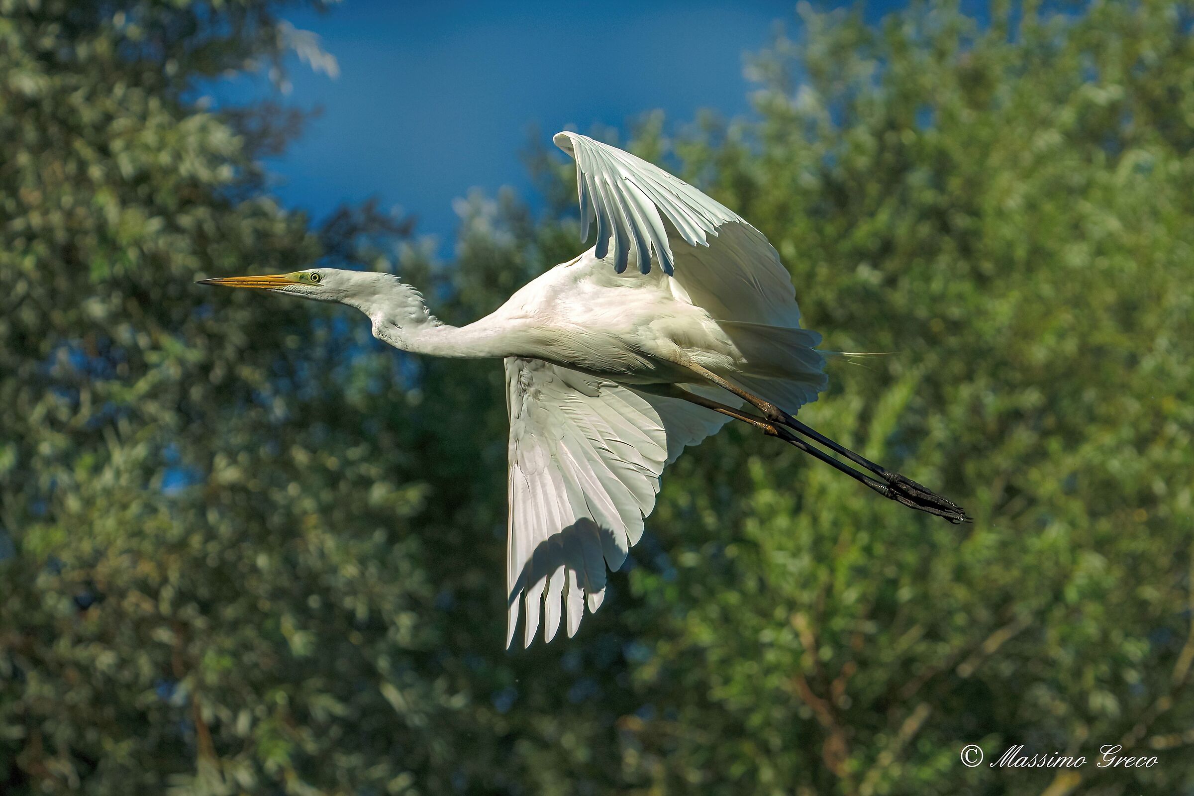 Great White Heron (Casmerodius albus)