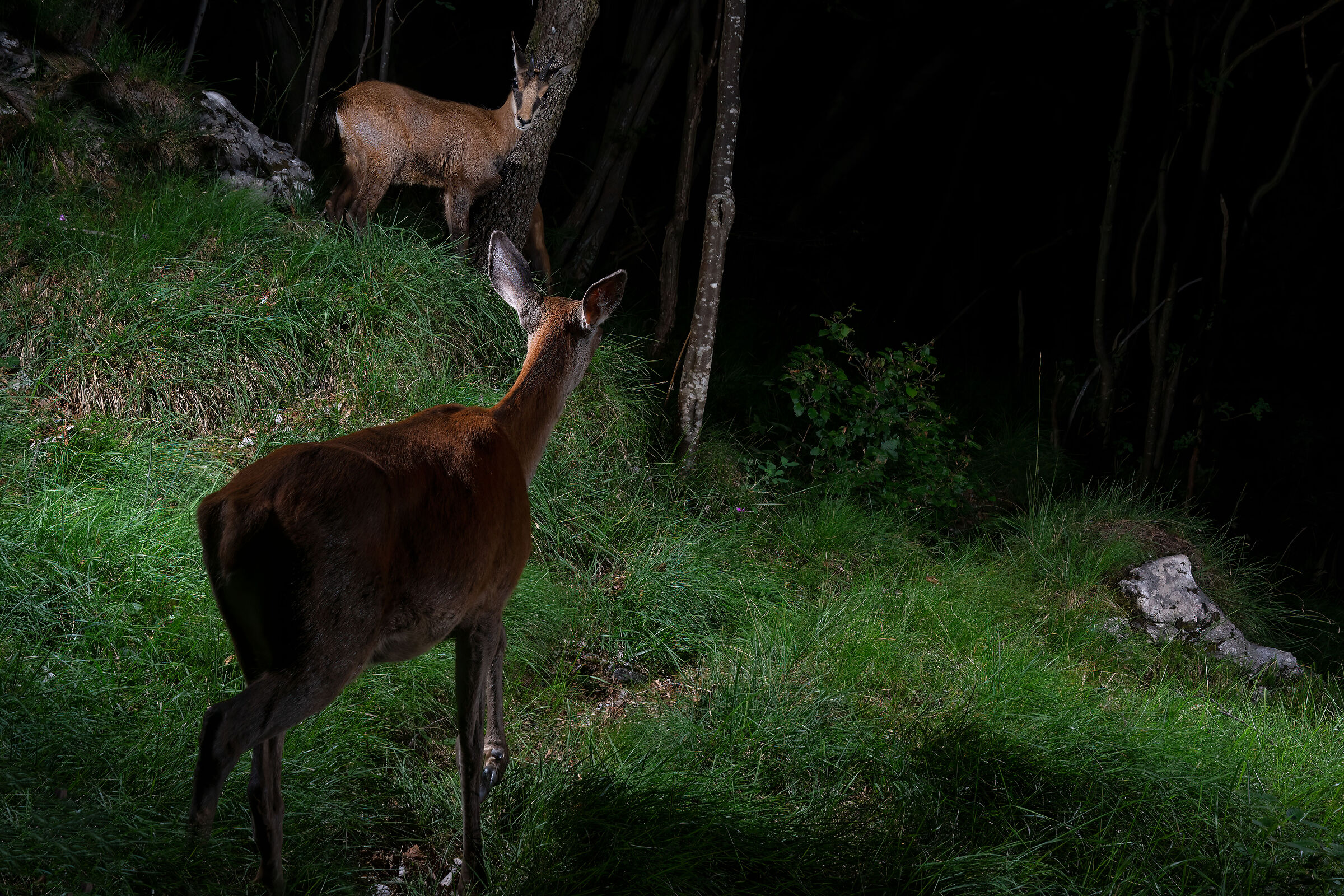 Night meetings