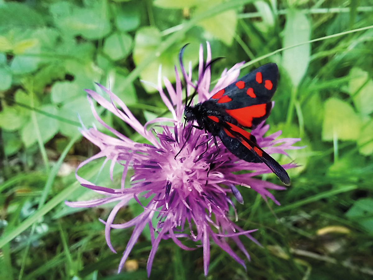 Zygaena filipendula