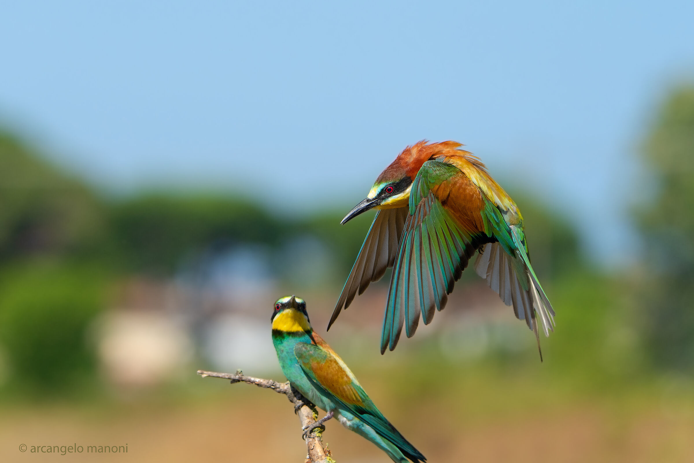 Let us see the colors of the rainbow in your wings