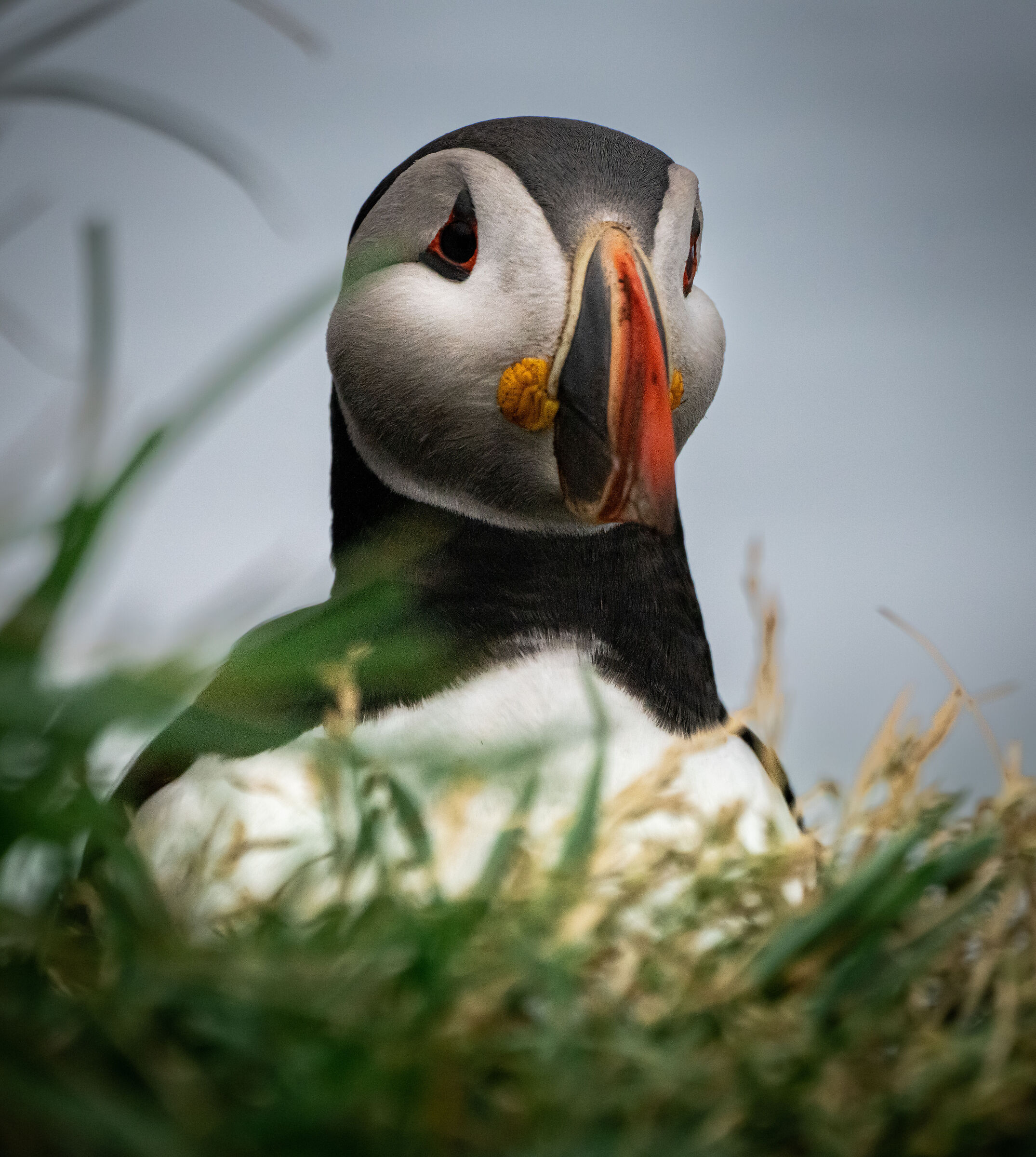 Lundi / Puffin