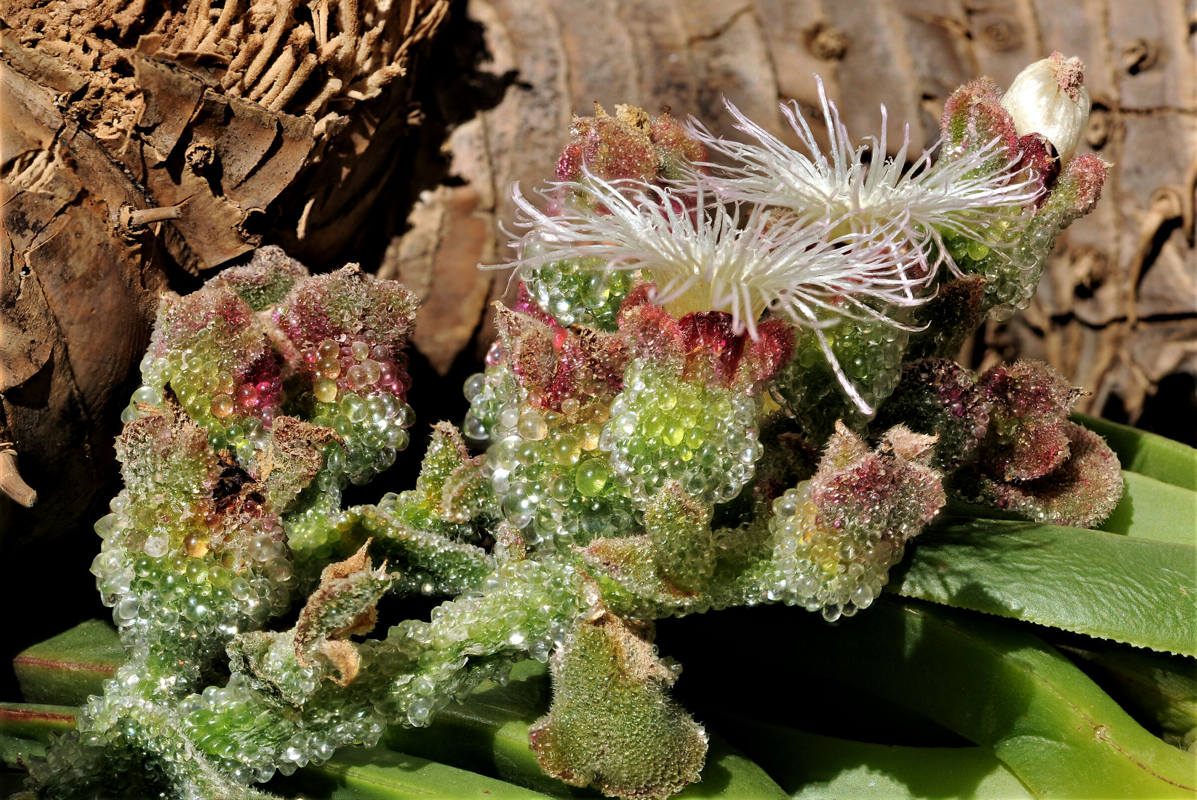 Mesembryanthemum fiorito