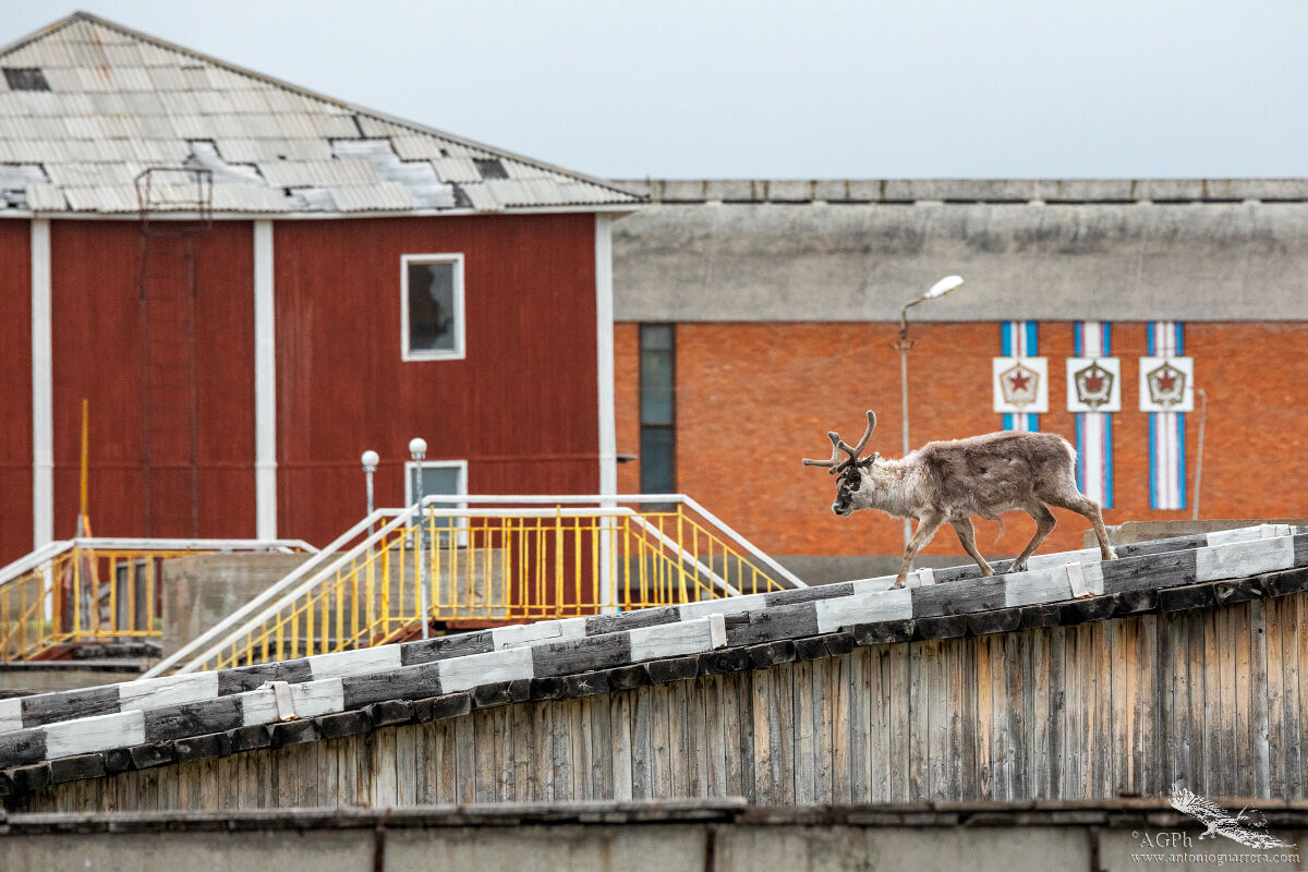 Una renna delle Svalbard a spasso per Pyramiden