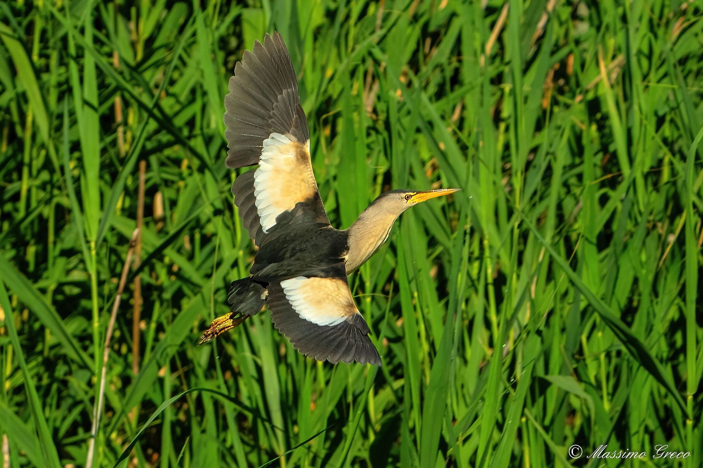 Tarabusino (Ixobrychus minutus)