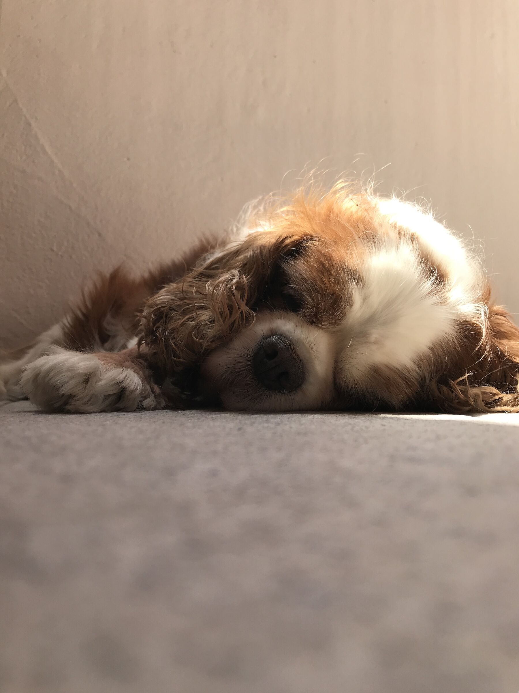Little deserved rest