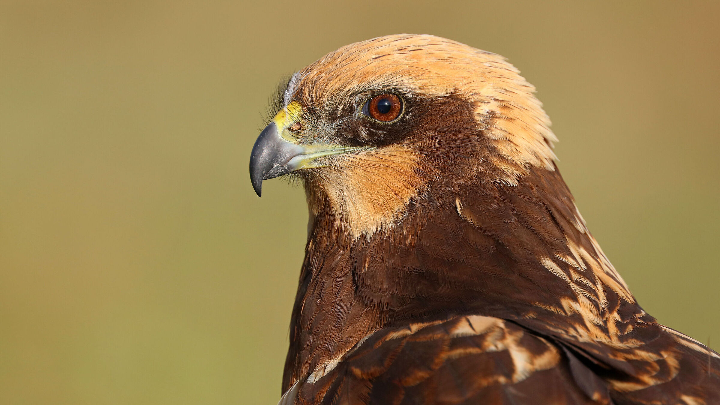 Western Marsh Harrier (Circus aeruginosus)