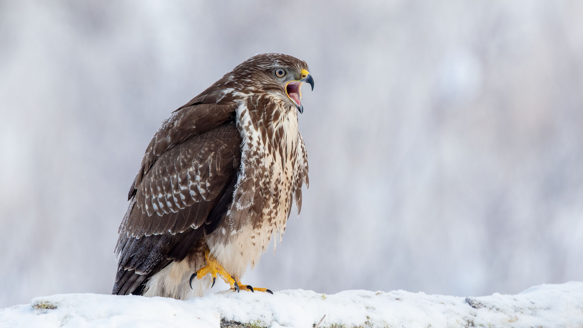 Common Buzzard (Buteo buteo)