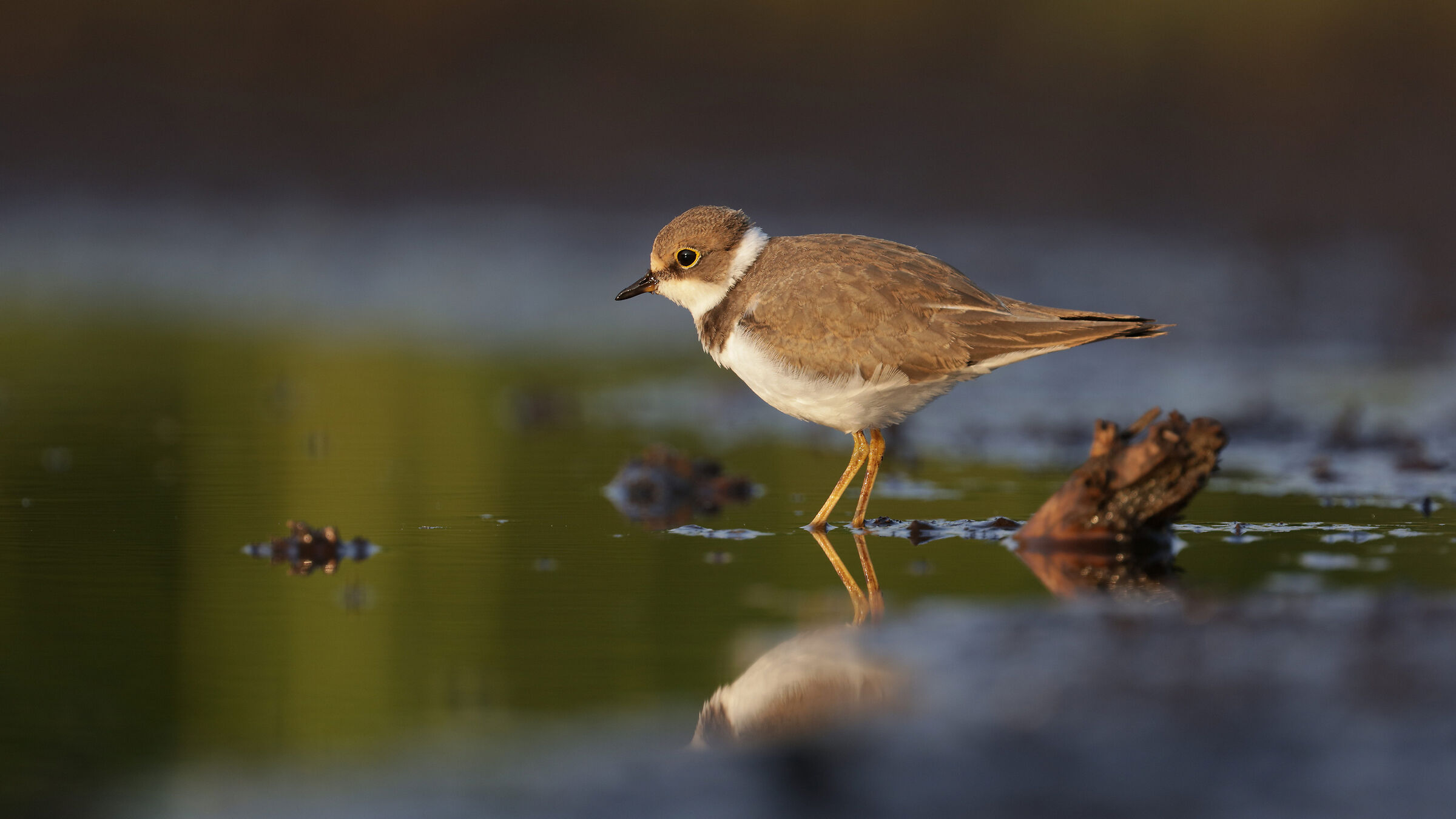 Little Ringed Plover (Charadrius dubius)
