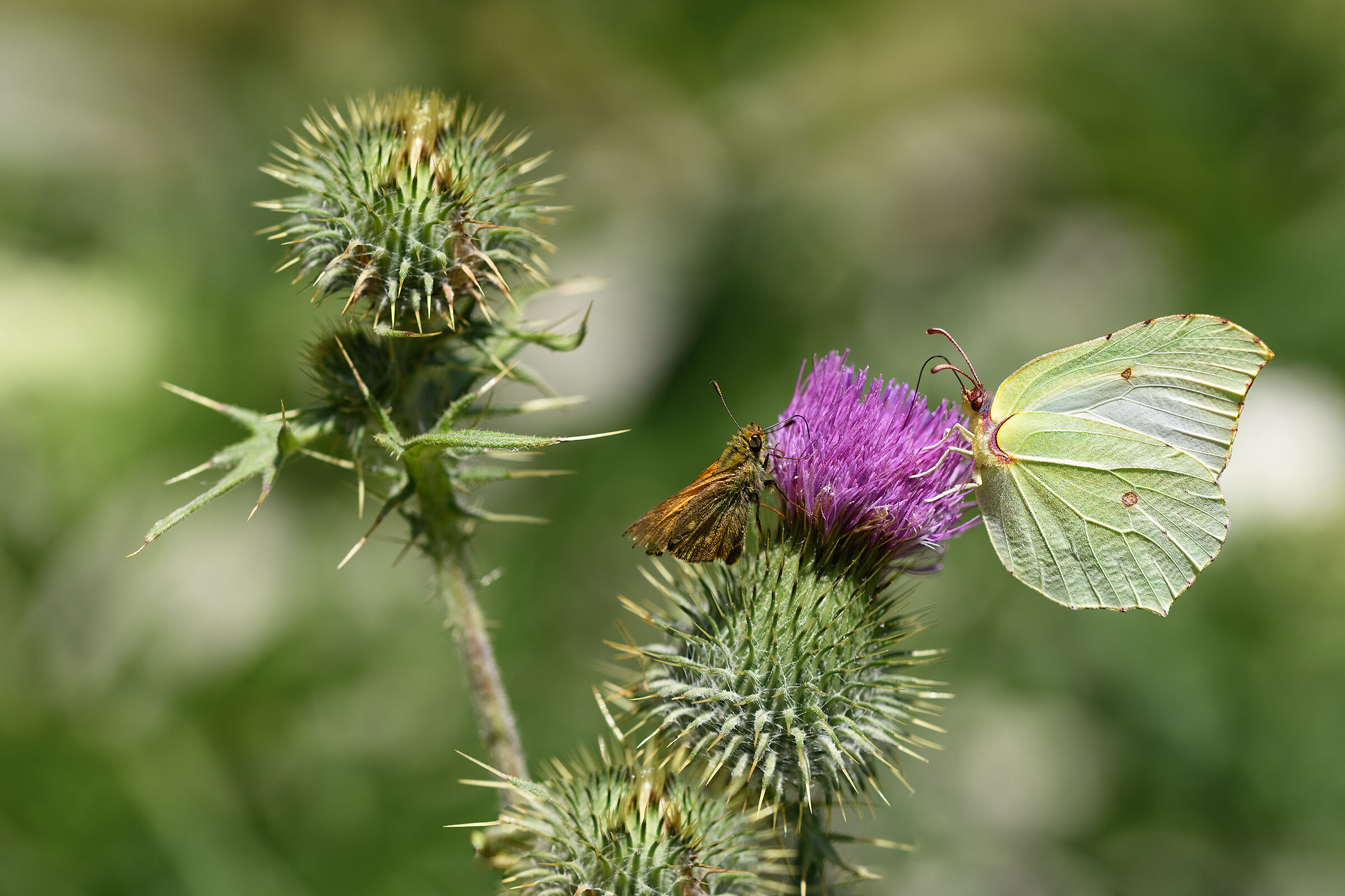 Farfalle in attività